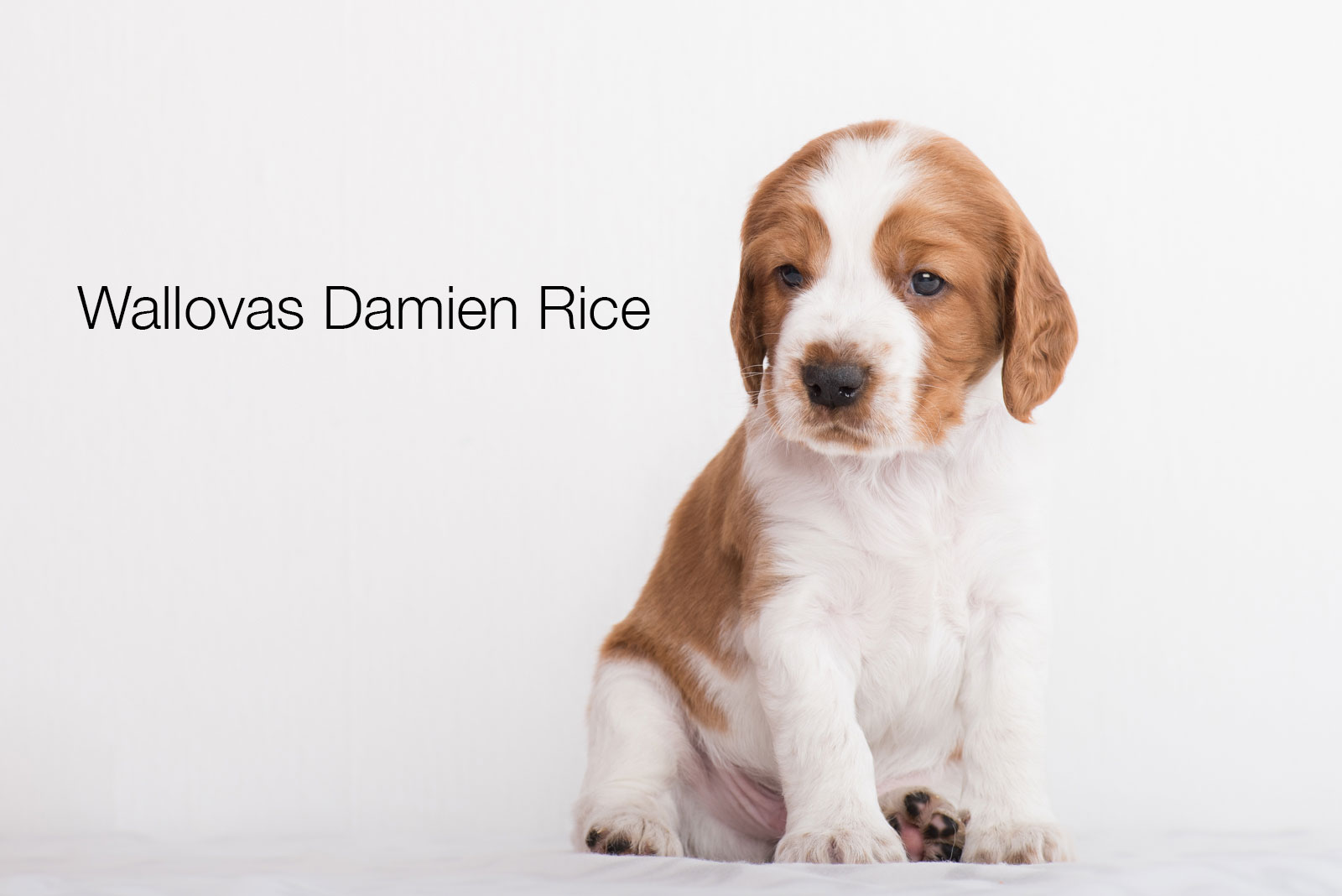 Damien Rice