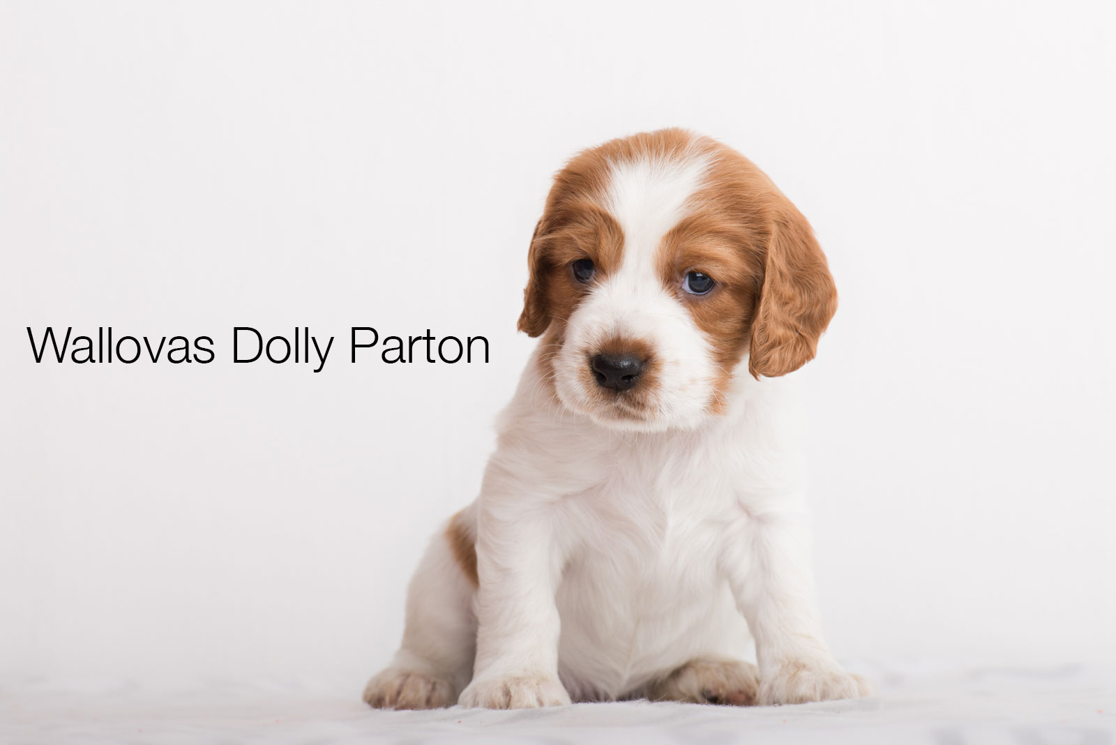 Dolly Parton