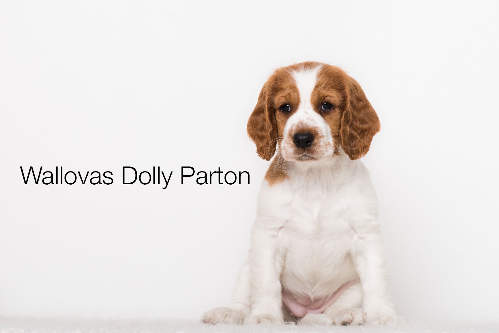 Dolly Parton