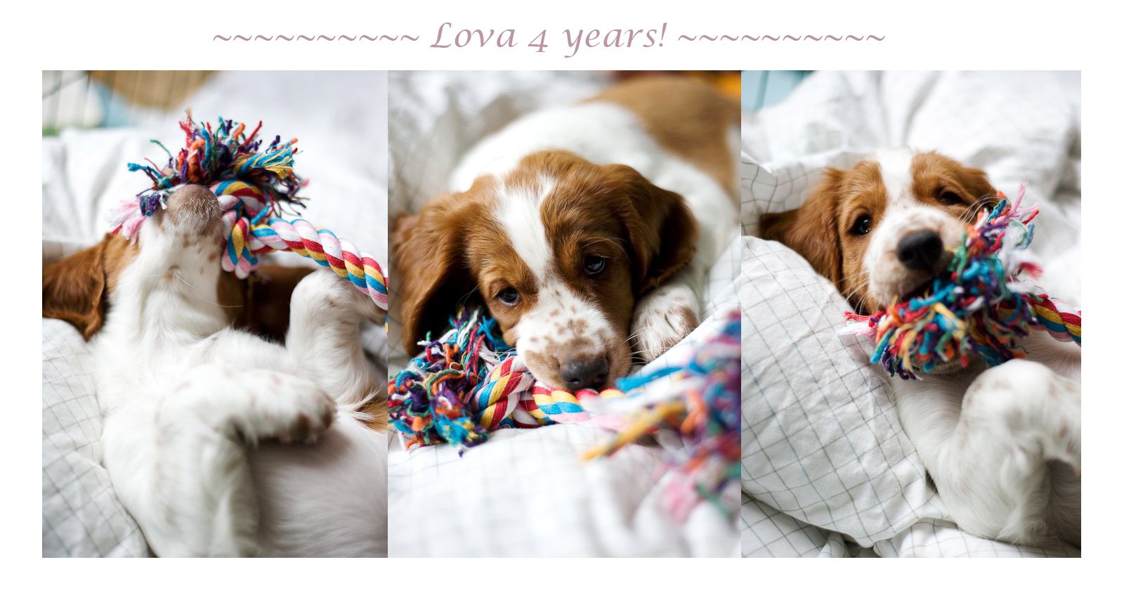 Lova 4 år