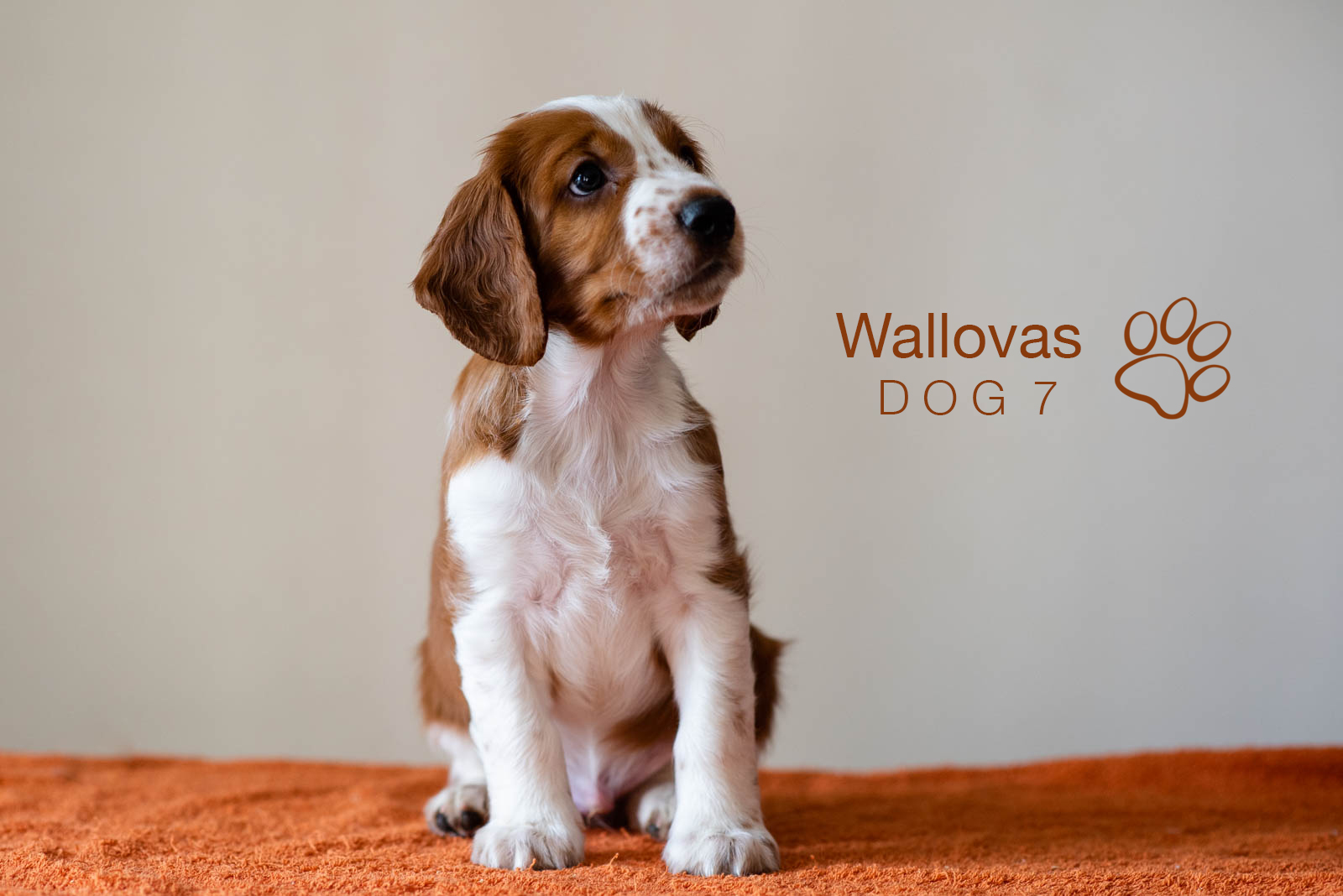 Valpar ur S-Kullen, Kennel Wallova