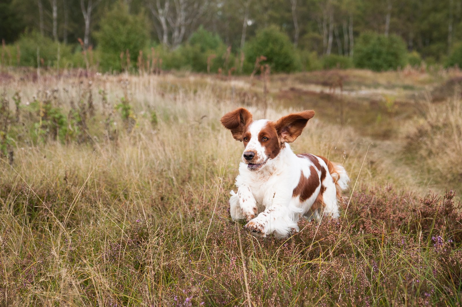 Vera i Falsterbo
