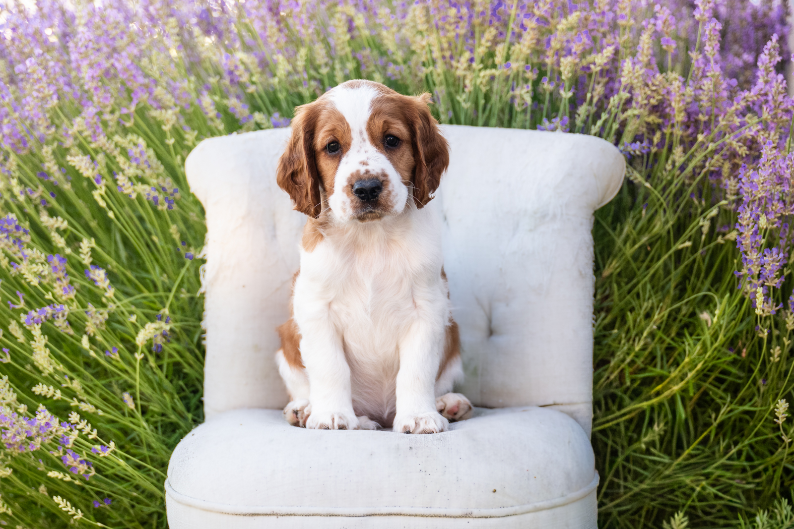 Valpar ur X-kullen 2026 - Kennel Wallova