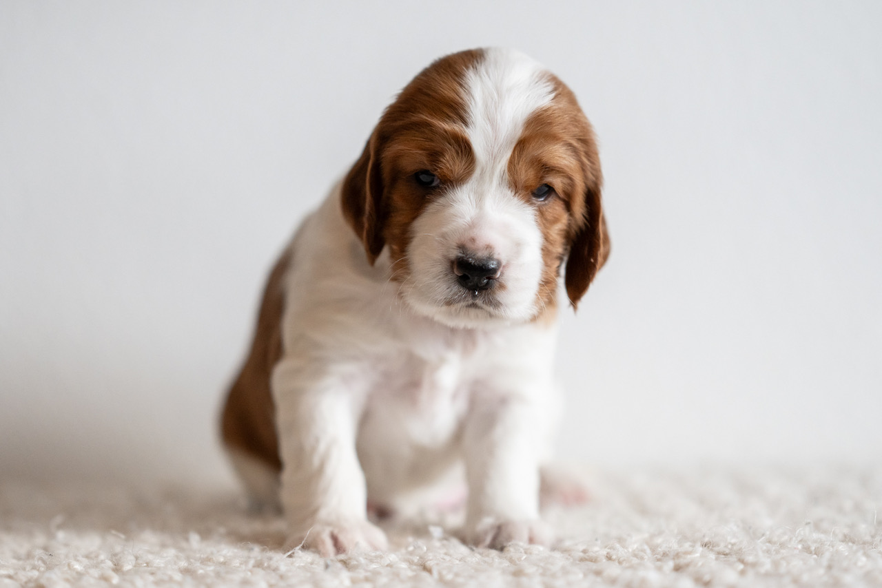 Y-kullen 2026 - Kennel Wallova