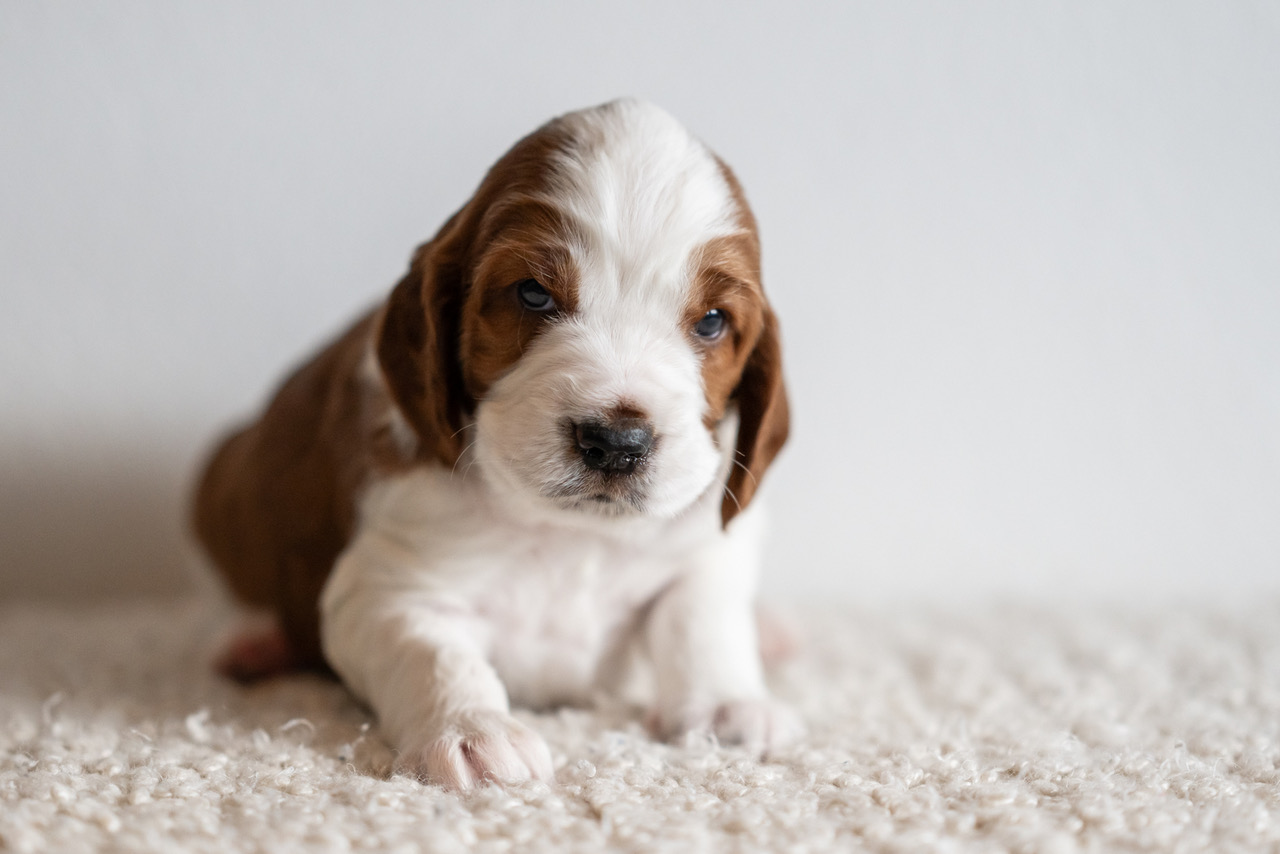 Y-kullen 2026 - Kennel Wallova