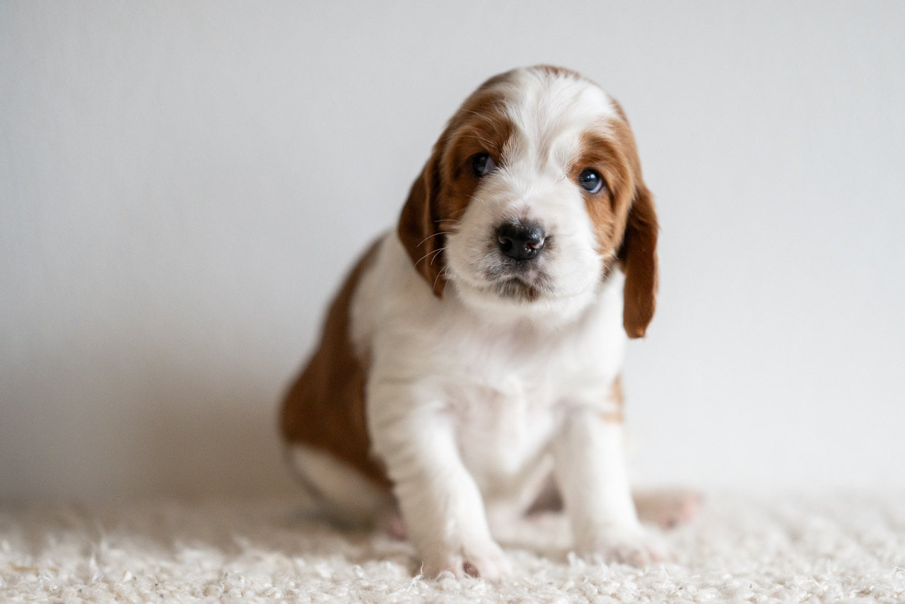 Y-kullen 2026 - Kennel Wallova