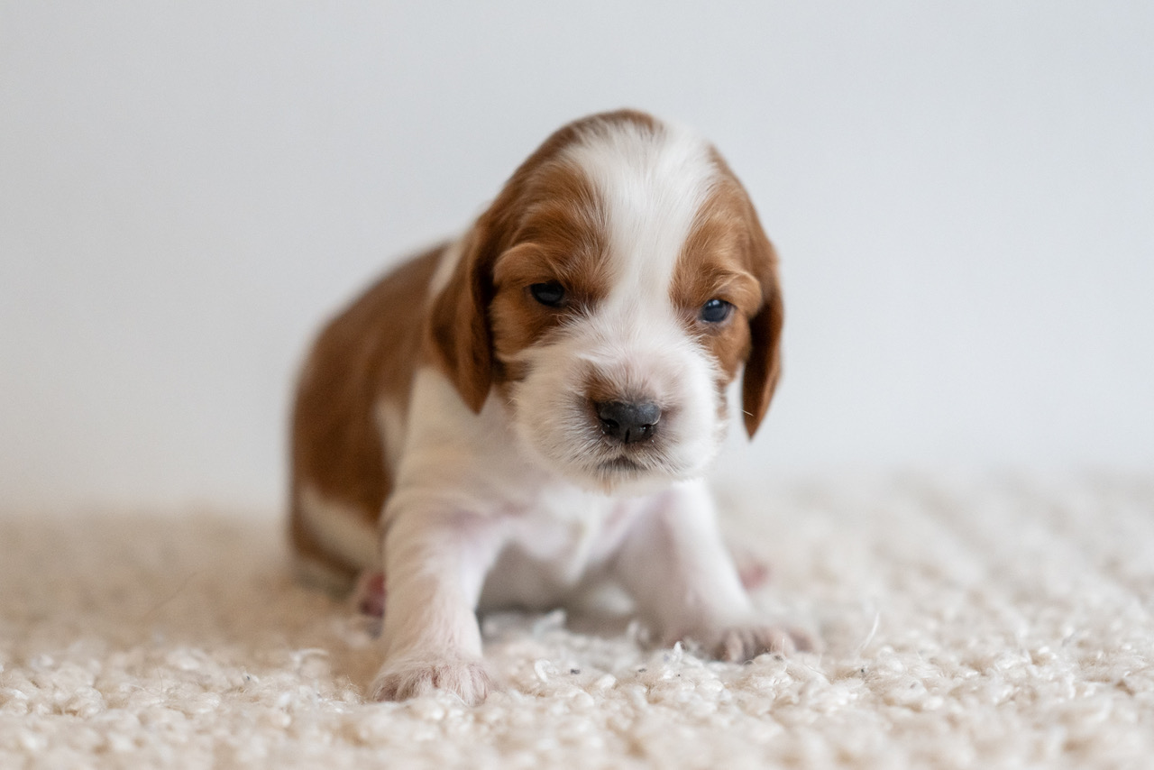 Z-kullen 2026 - Kennel Wallova