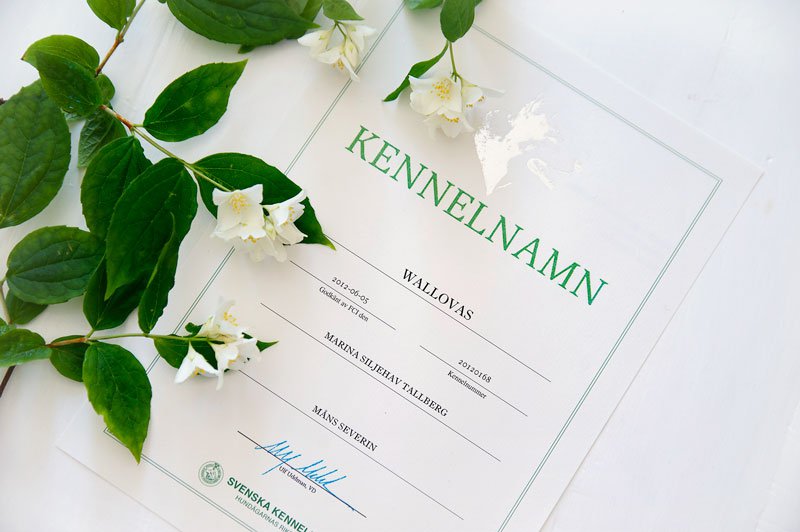 Kennel Wallova 