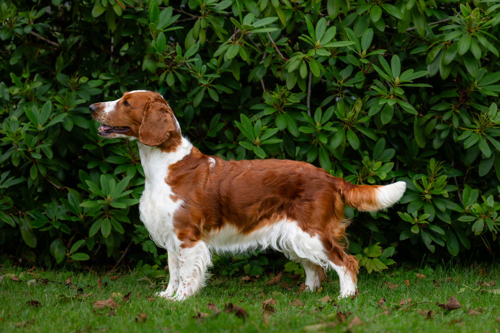 Vera - Wallovas Born This Way