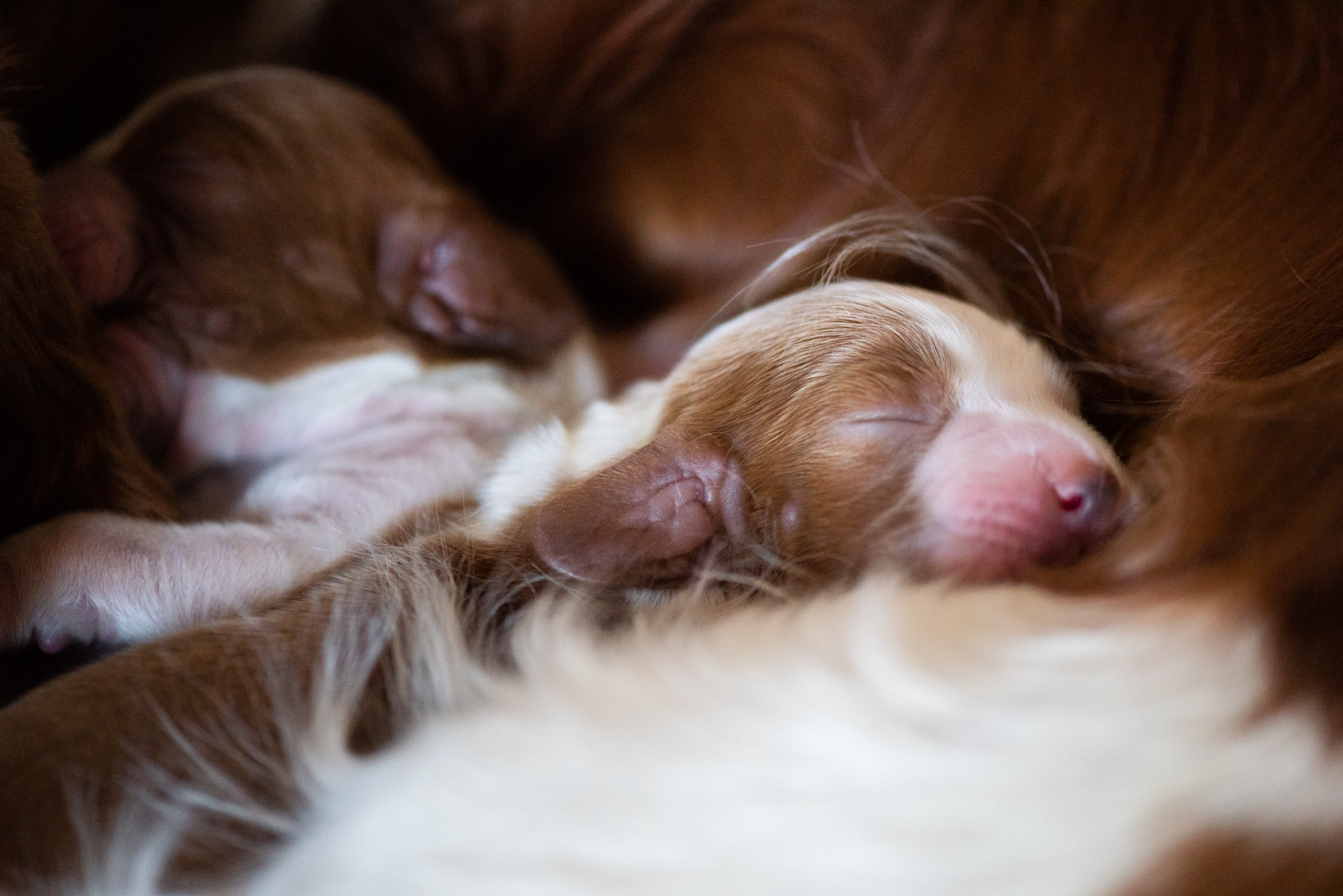 Valp från D-kullen - Kennel Wallova