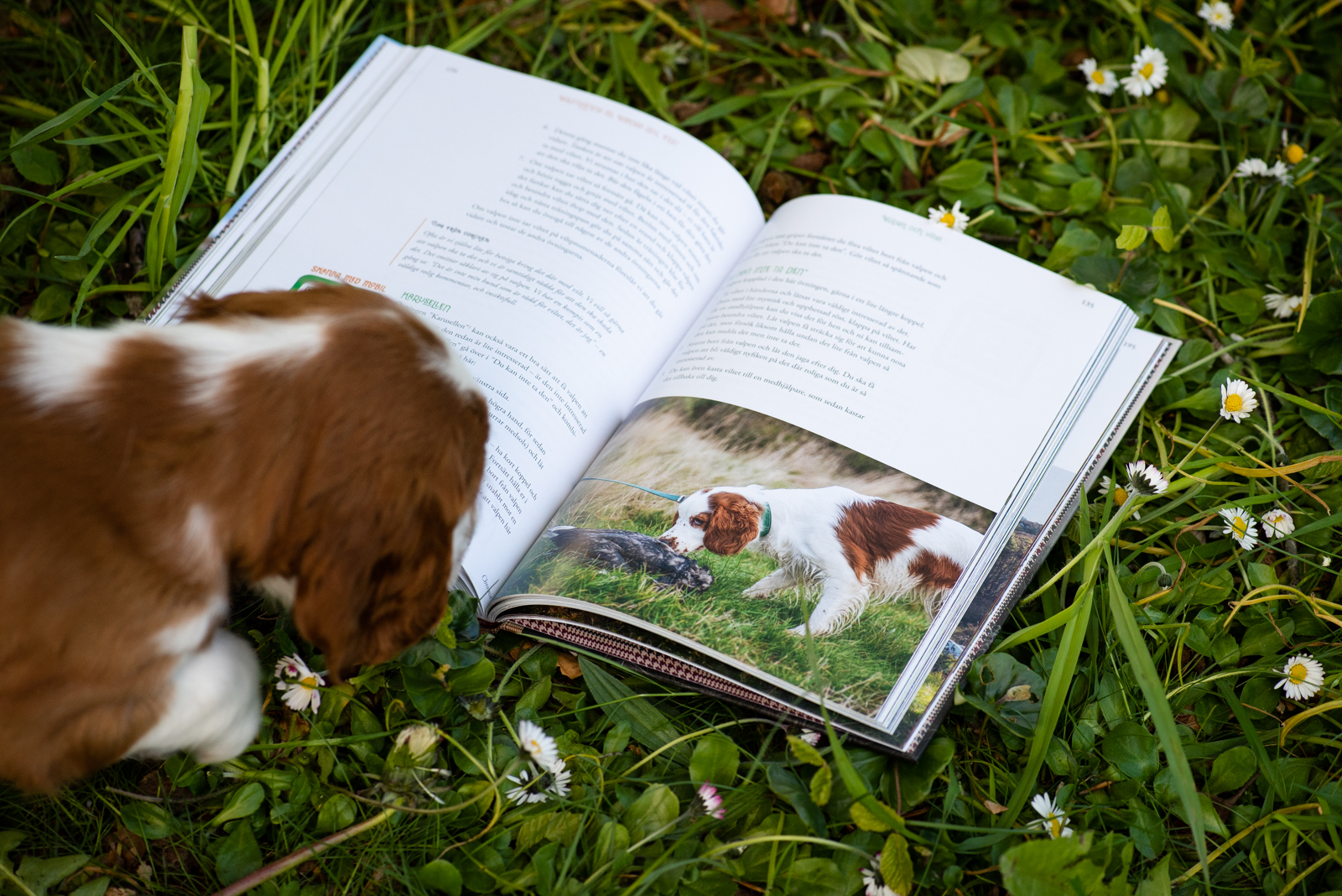 Apportering till vardag och fest - Kennel Wallova