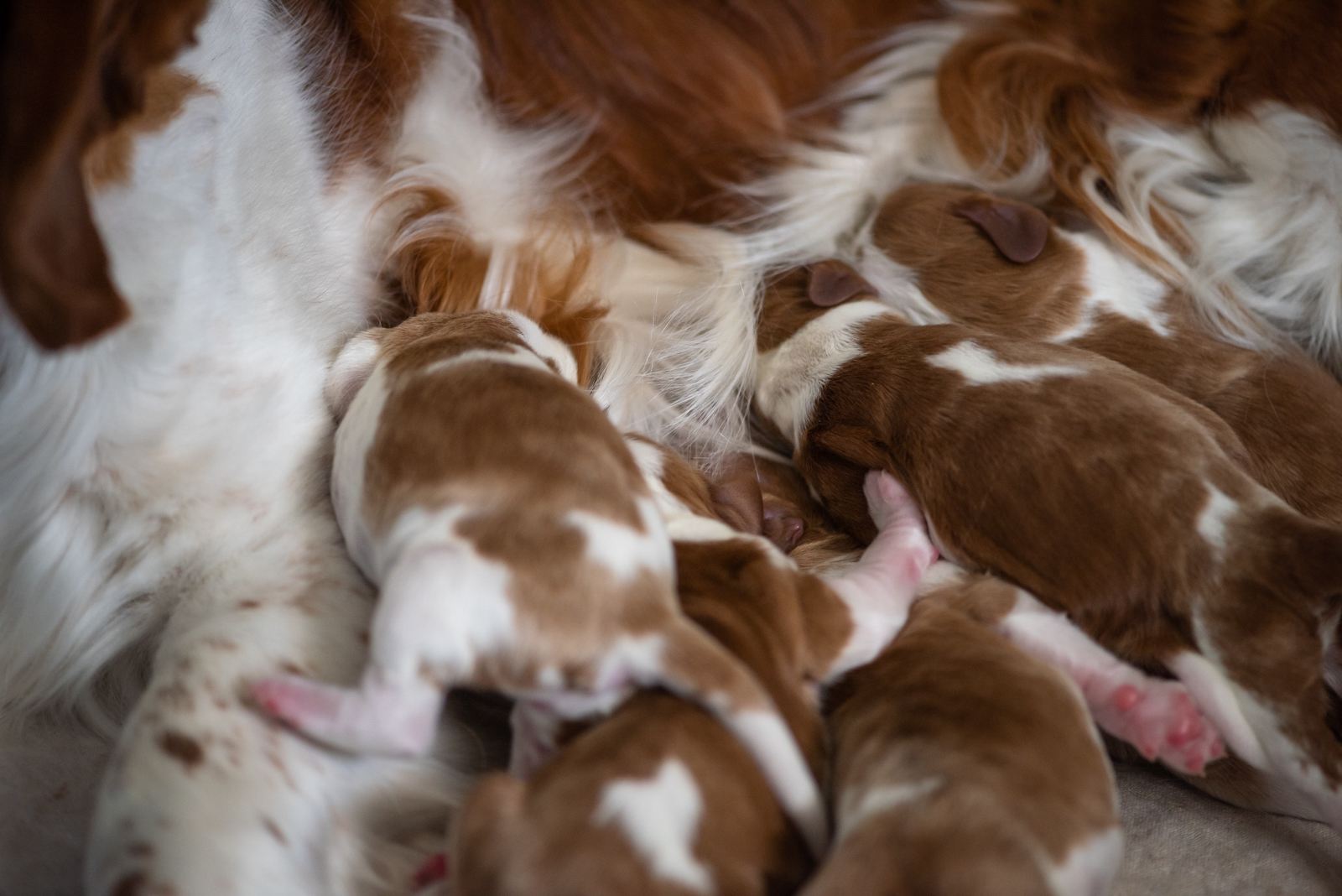 Valpar från U-kullen - Kennel Wallova