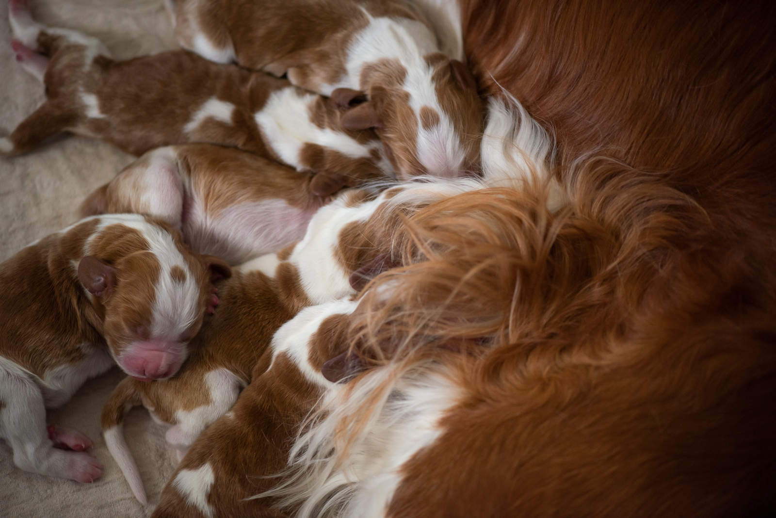 Valpar från U-kullen - Kennel Wallova