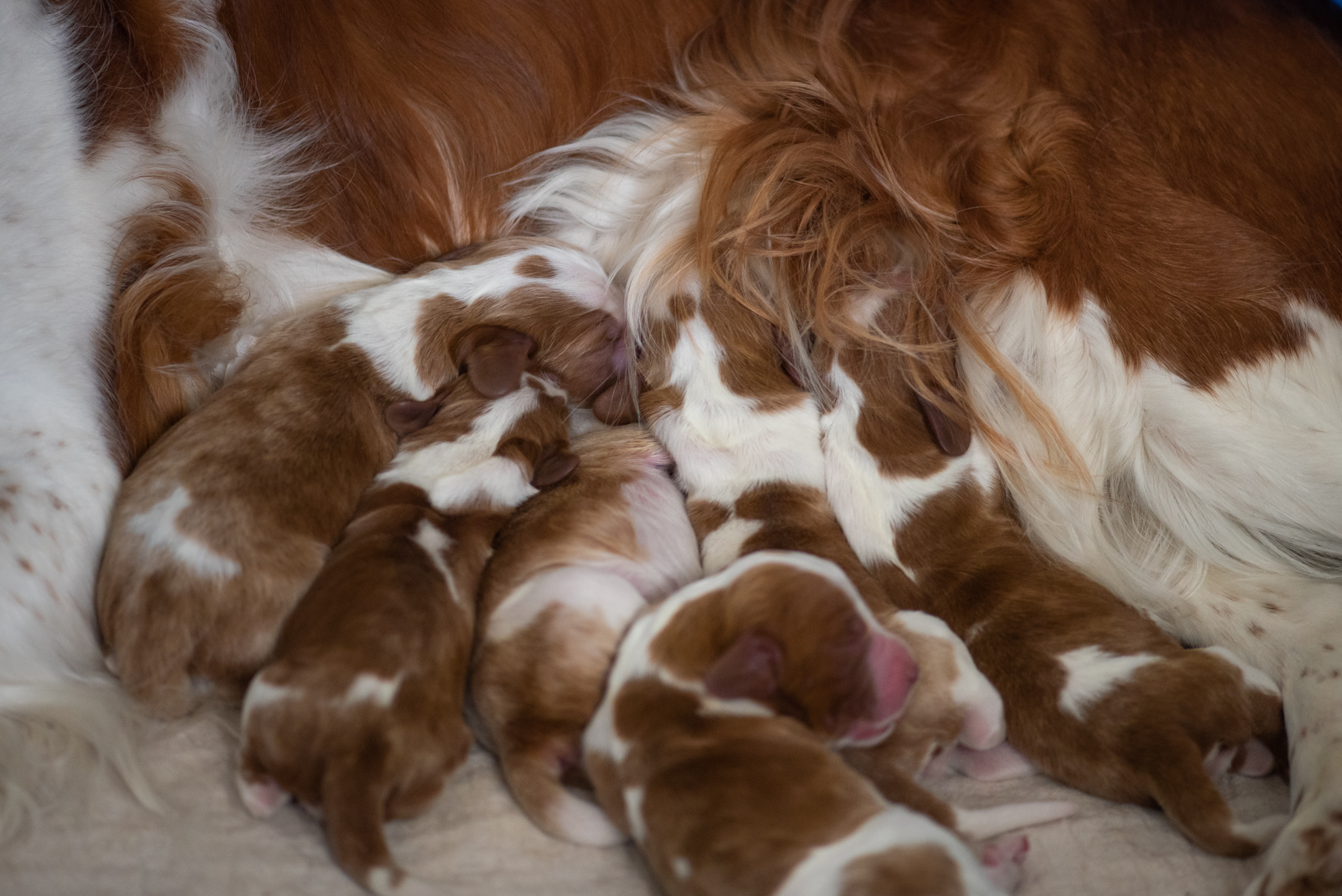 Valpar från U-kullen - Kennel Wallova