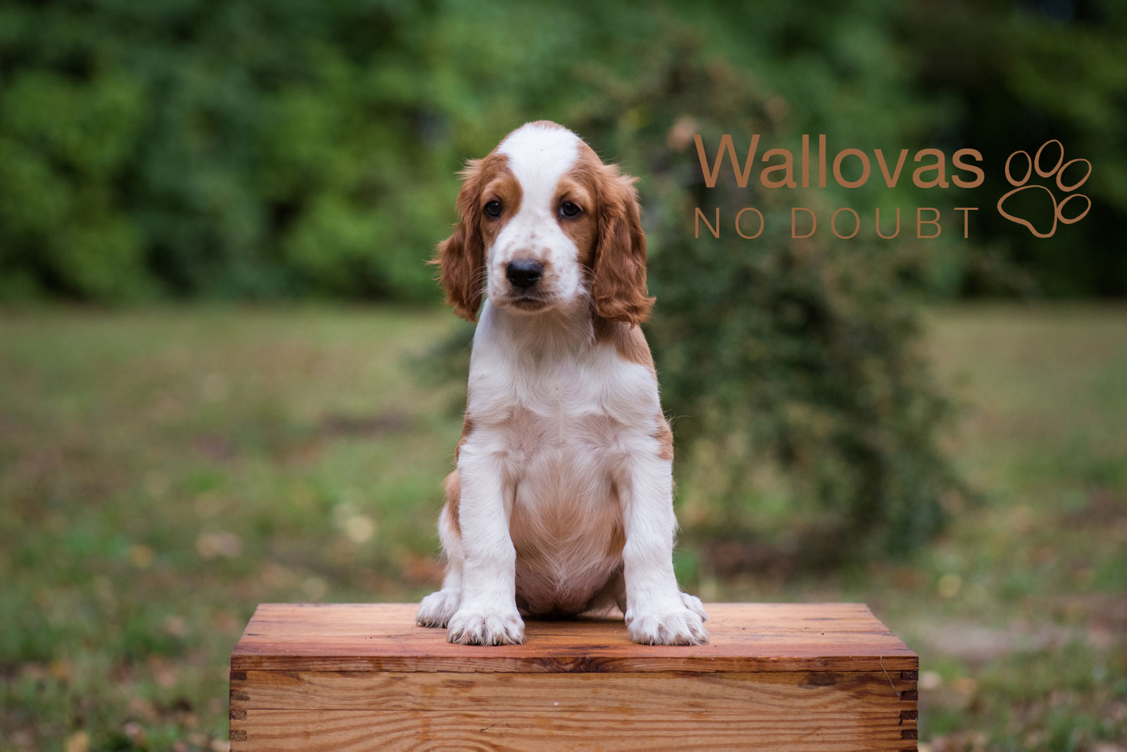 N-Kullen Kennel Wallova