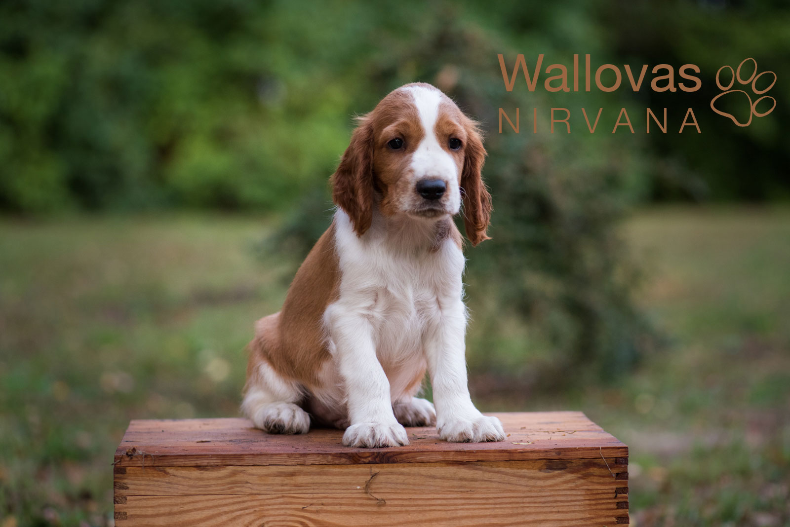 N-Kullen Kennel Wallova