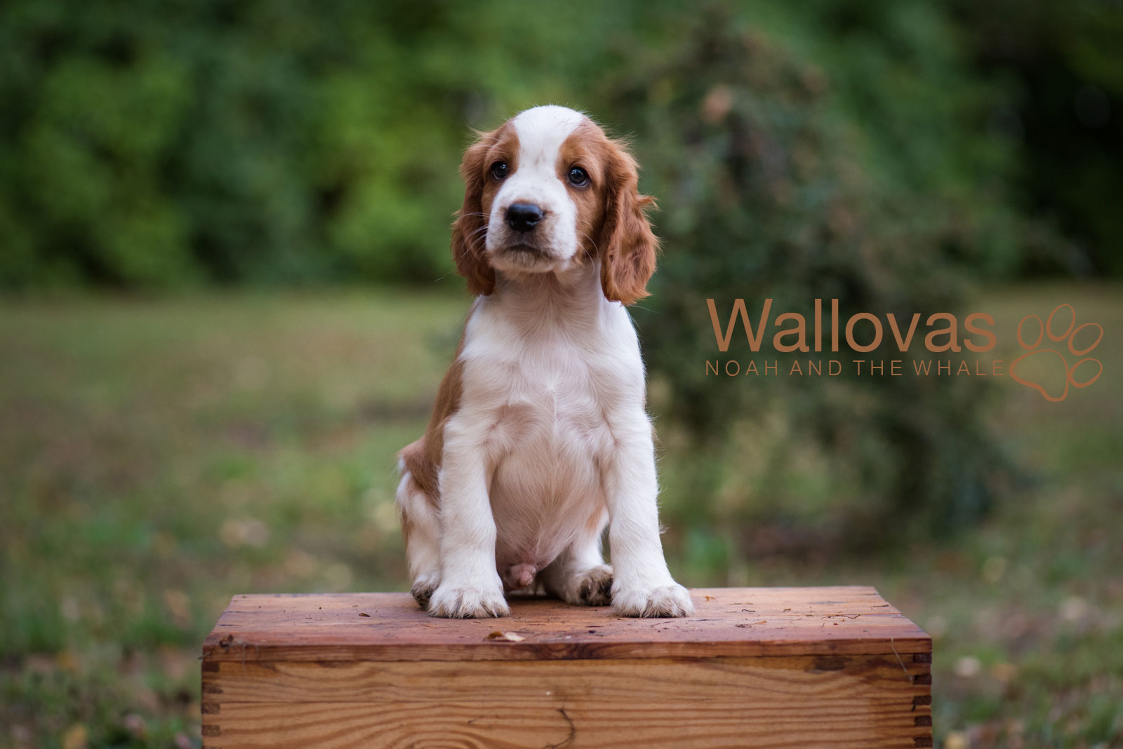 N-Kullen Kennel Wallova