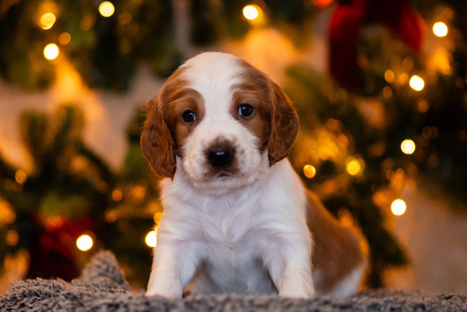 Valp ur S-kullen 2025 - Kennel Wallova