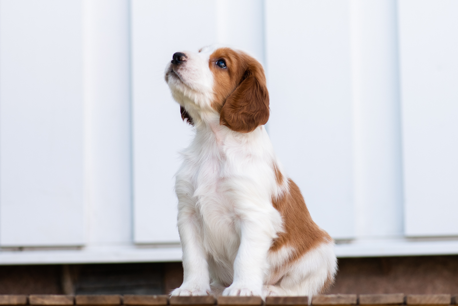 Valp från V-kullen - Kennel Wallova