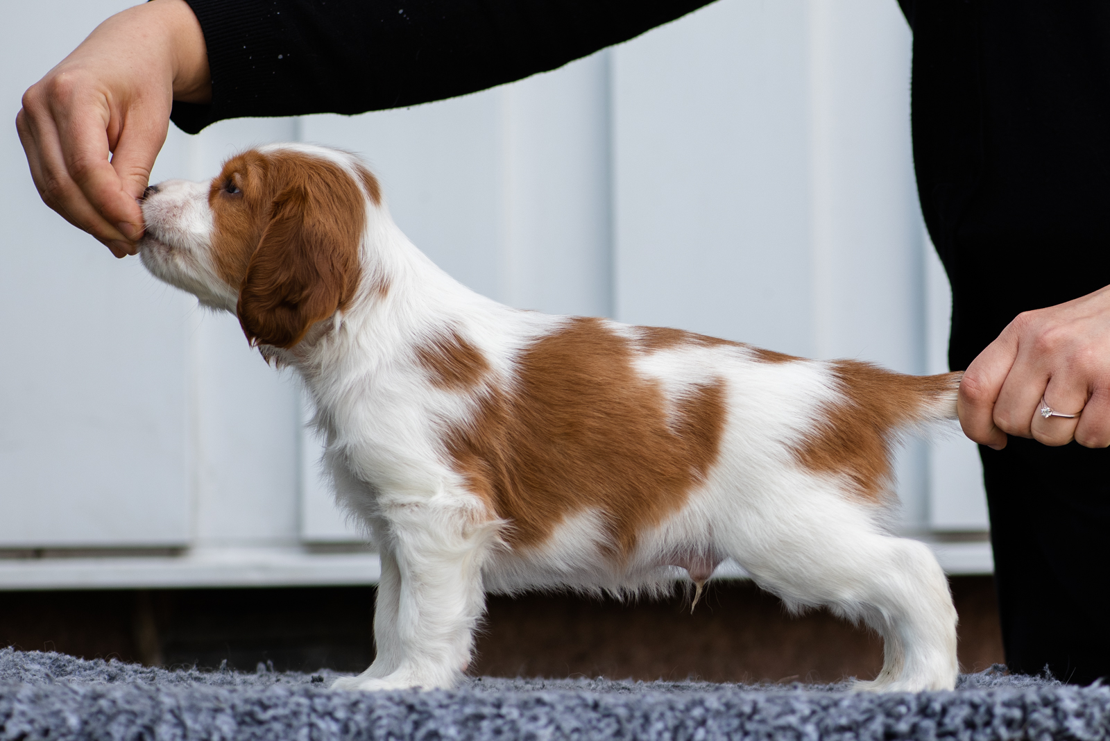 Valp från V-kullen - Kennel Wallova