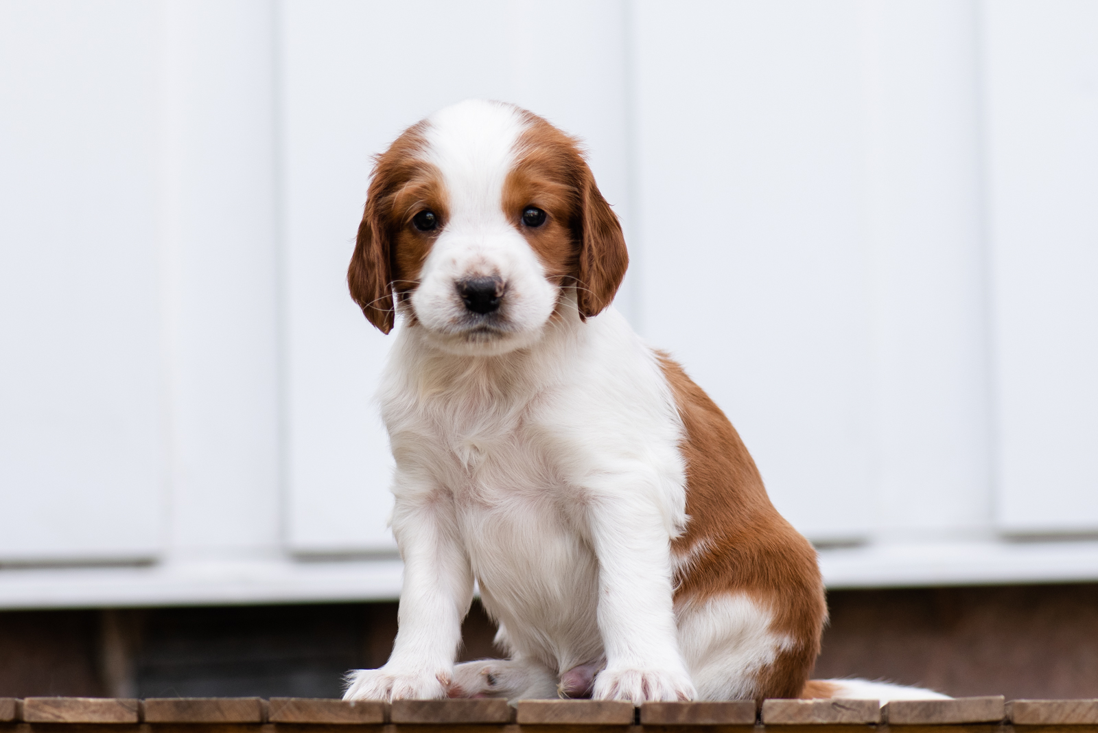 Valp från V-kullen - Kennel Wallova