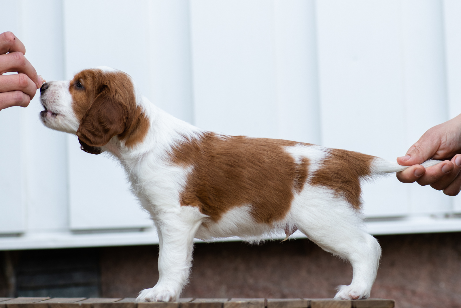 Valp från V-kullen - Kennel Wallova