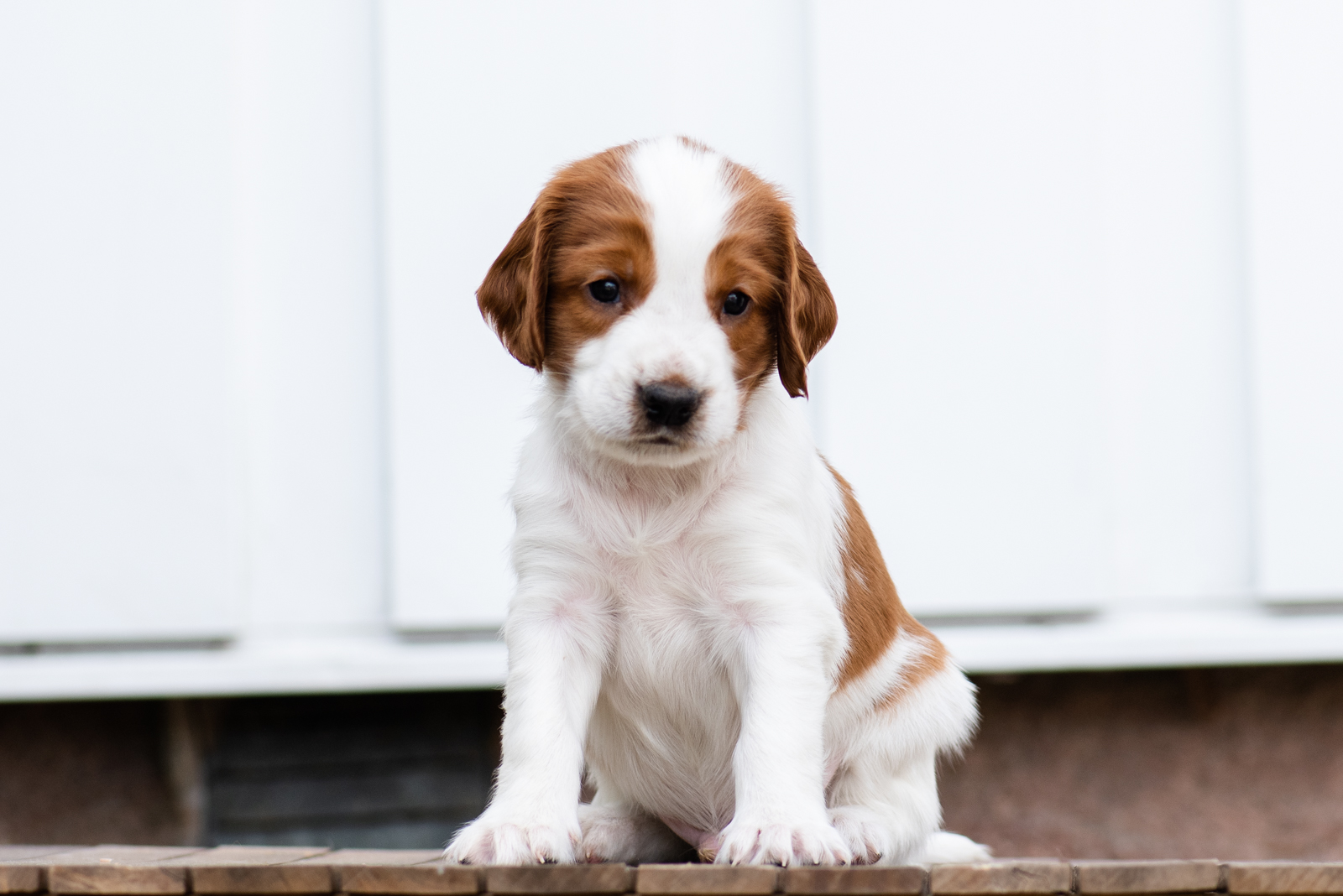 Valp från V-kullen - Kennel Wallova