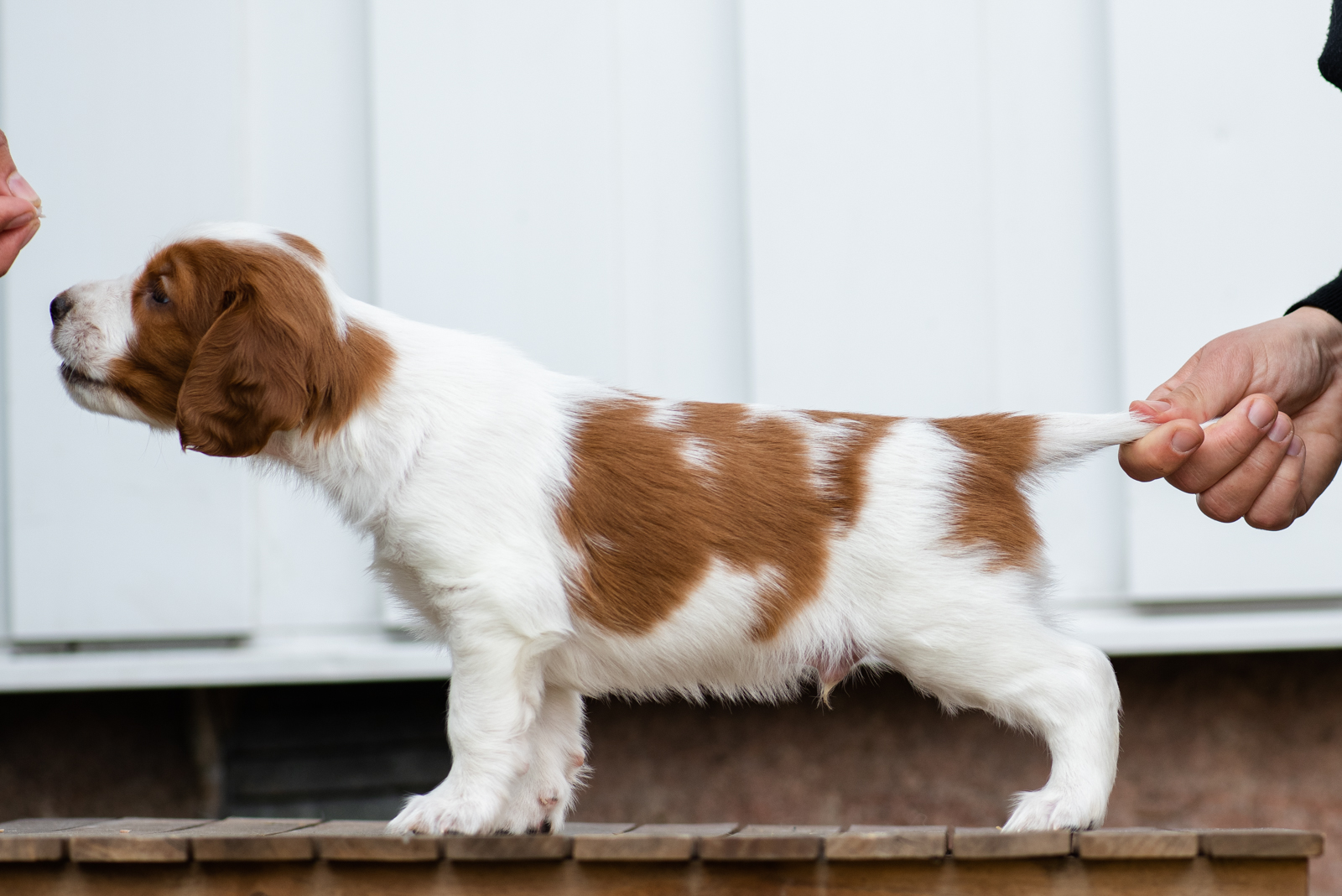 Valp från V-kullen - Kennel Wallova