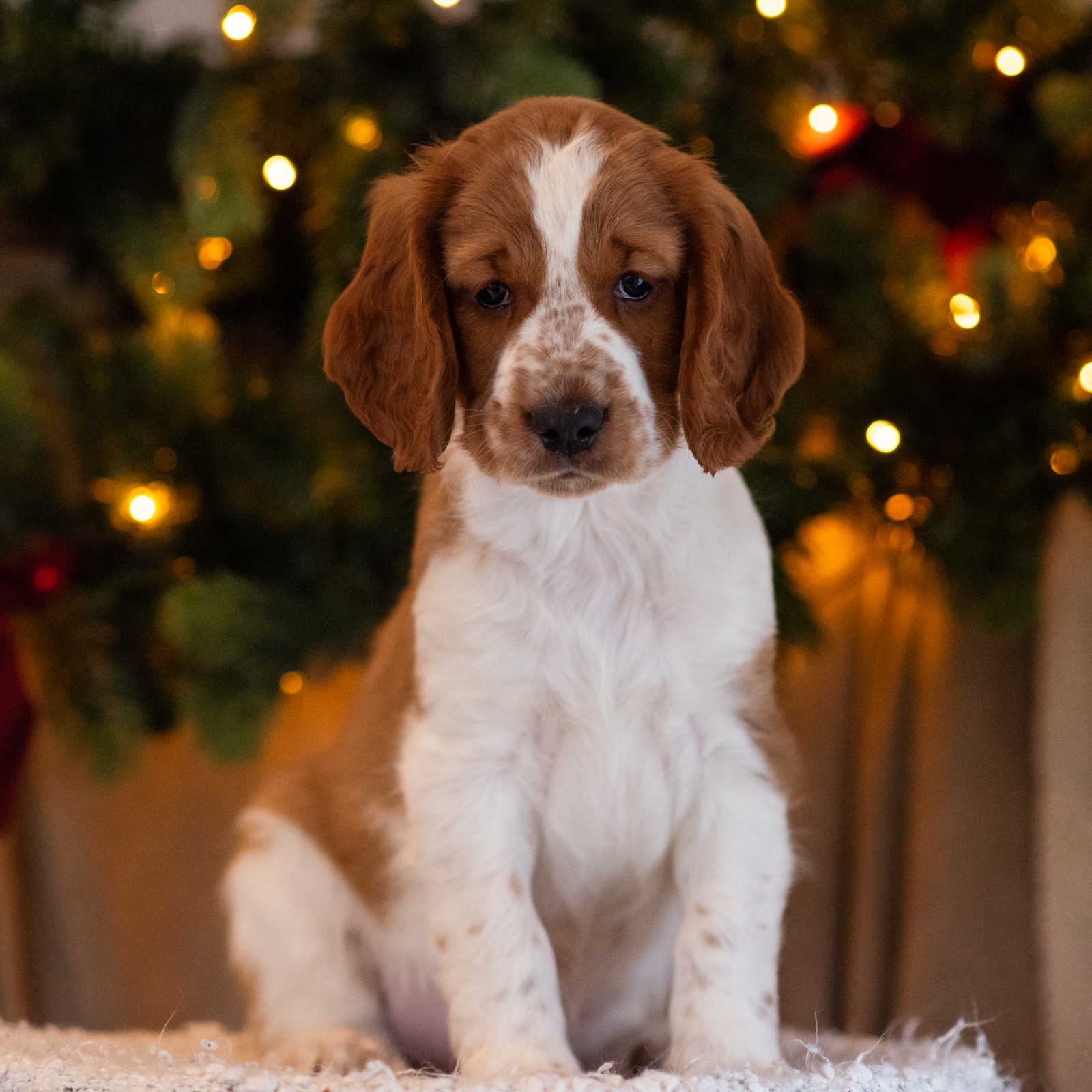 Valp ur T-kullen 2025 - Kennel Wallova