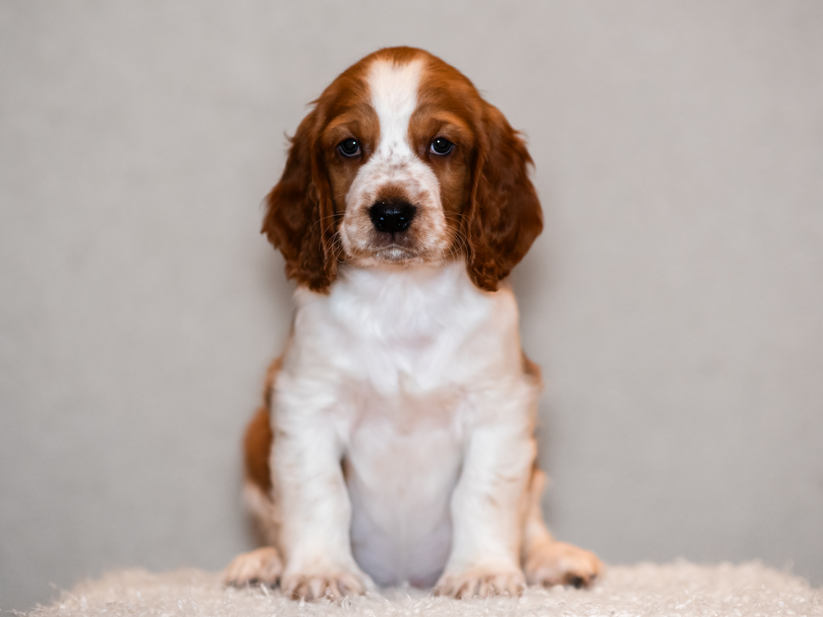 Valp ur T-kullen 2025 - Kennel Wallova