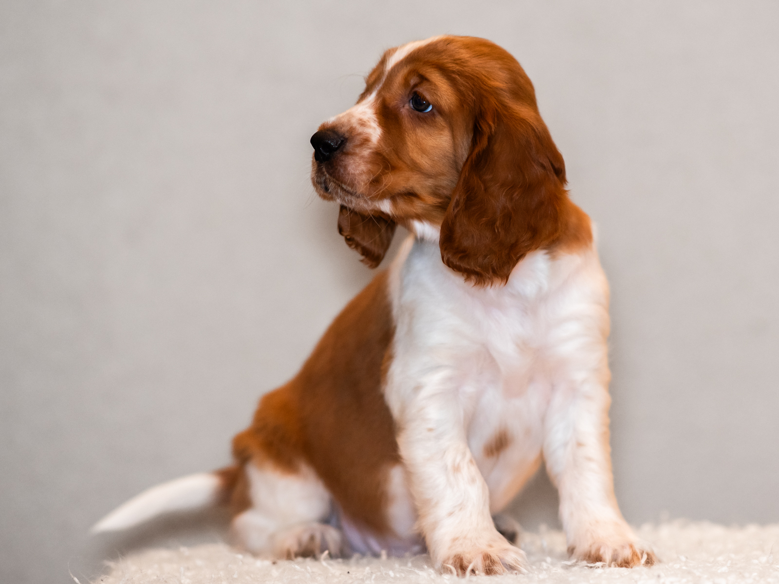 Valp ur T-kullen 2025 - Kennel Wallova