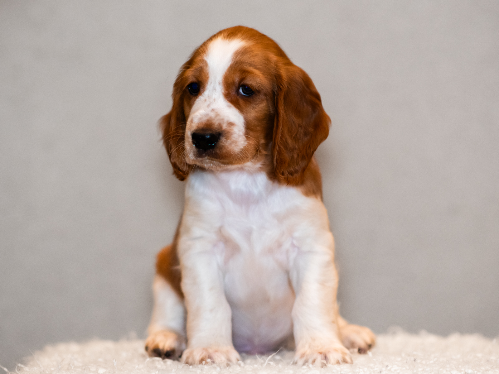 Valp ur T-kullen 2025 - Kennel Wallova