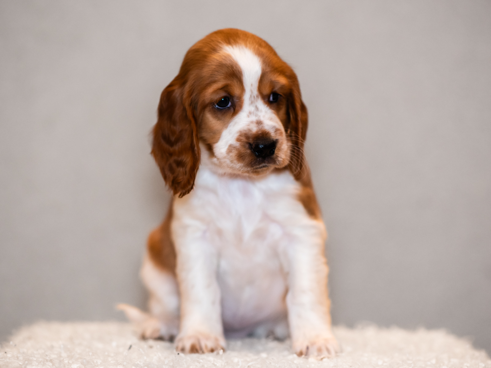 Valp ur T-kullen 2025 - Kennel Wallova