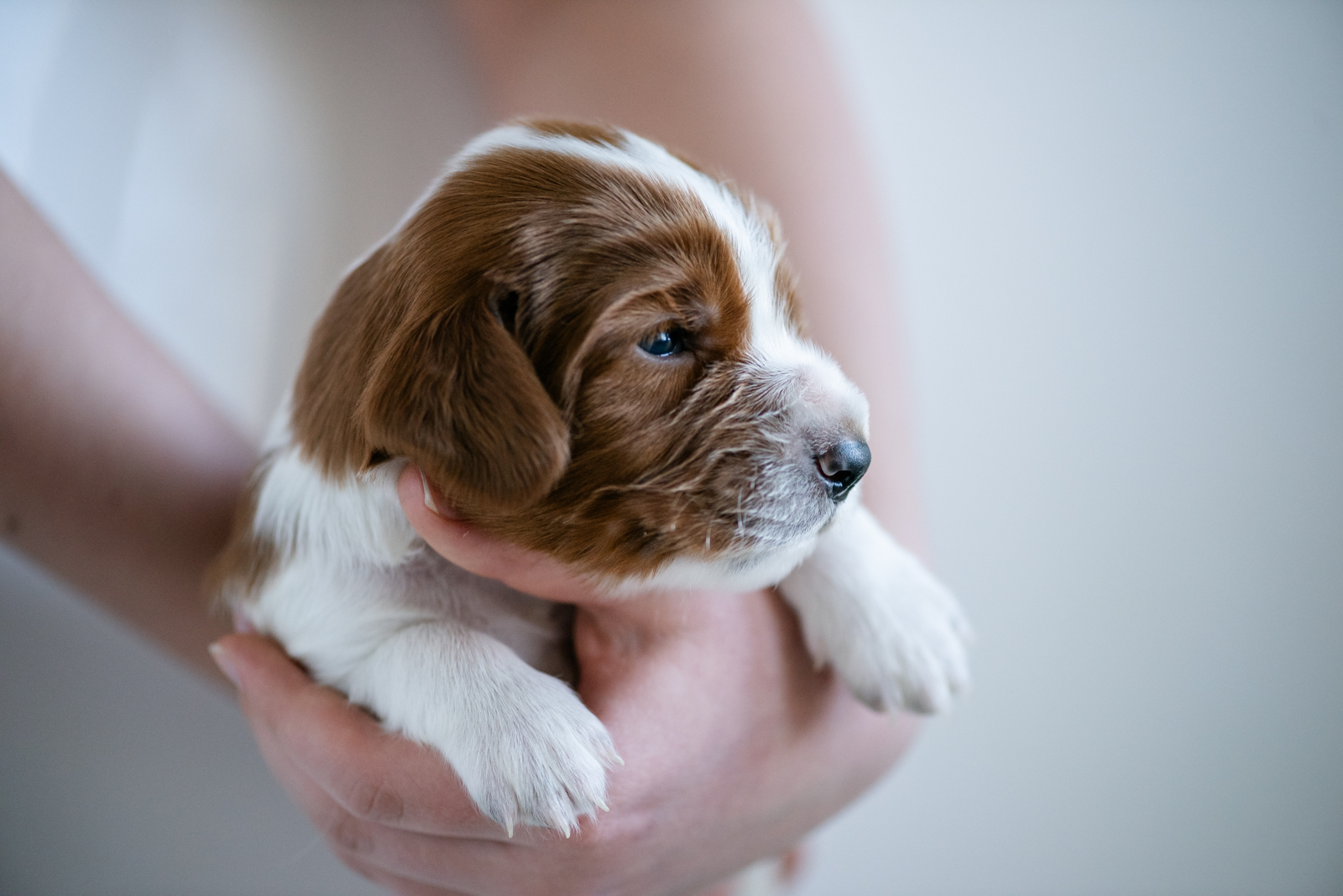 Valp ur V-kullen 2026 - Kennel Wallova