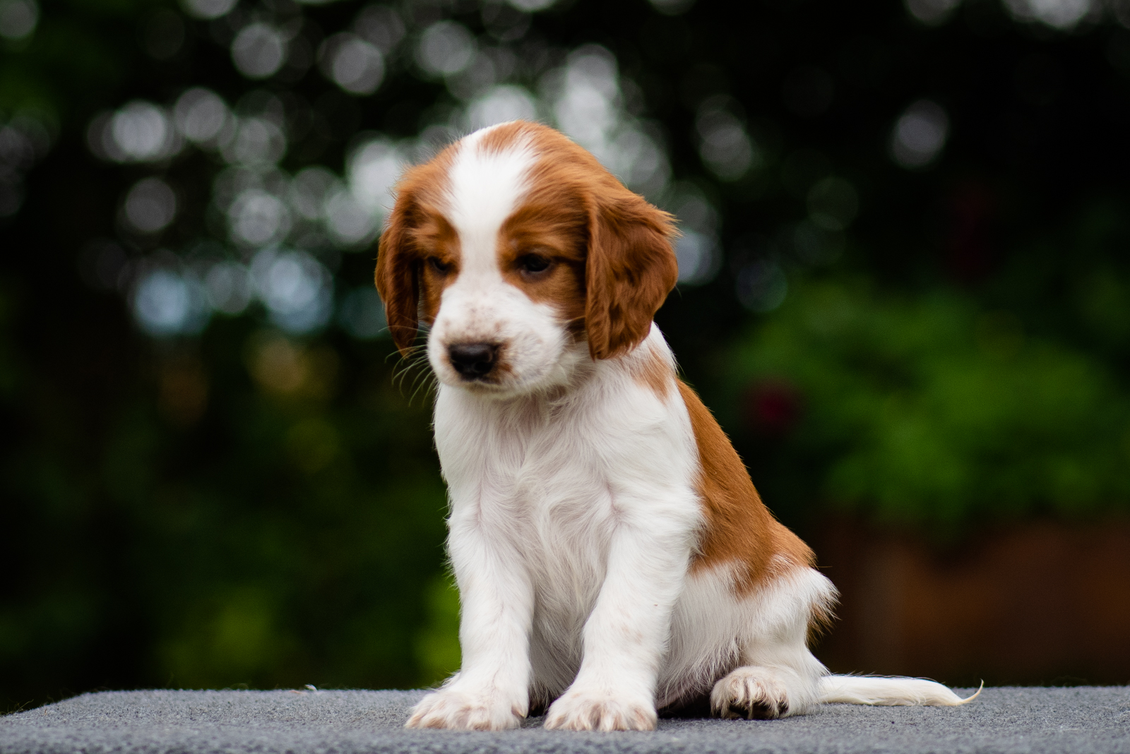 Valp från W-kullen - Kennel Wallova