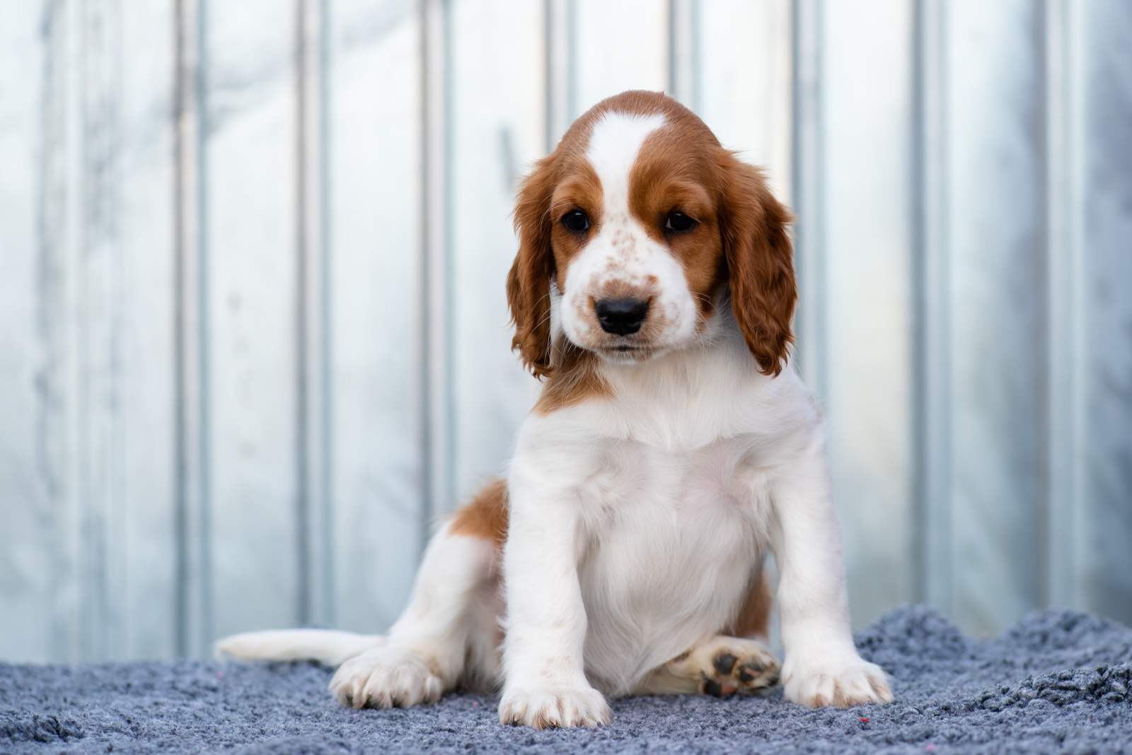 Valp från W-kullen - Kennel Wallova