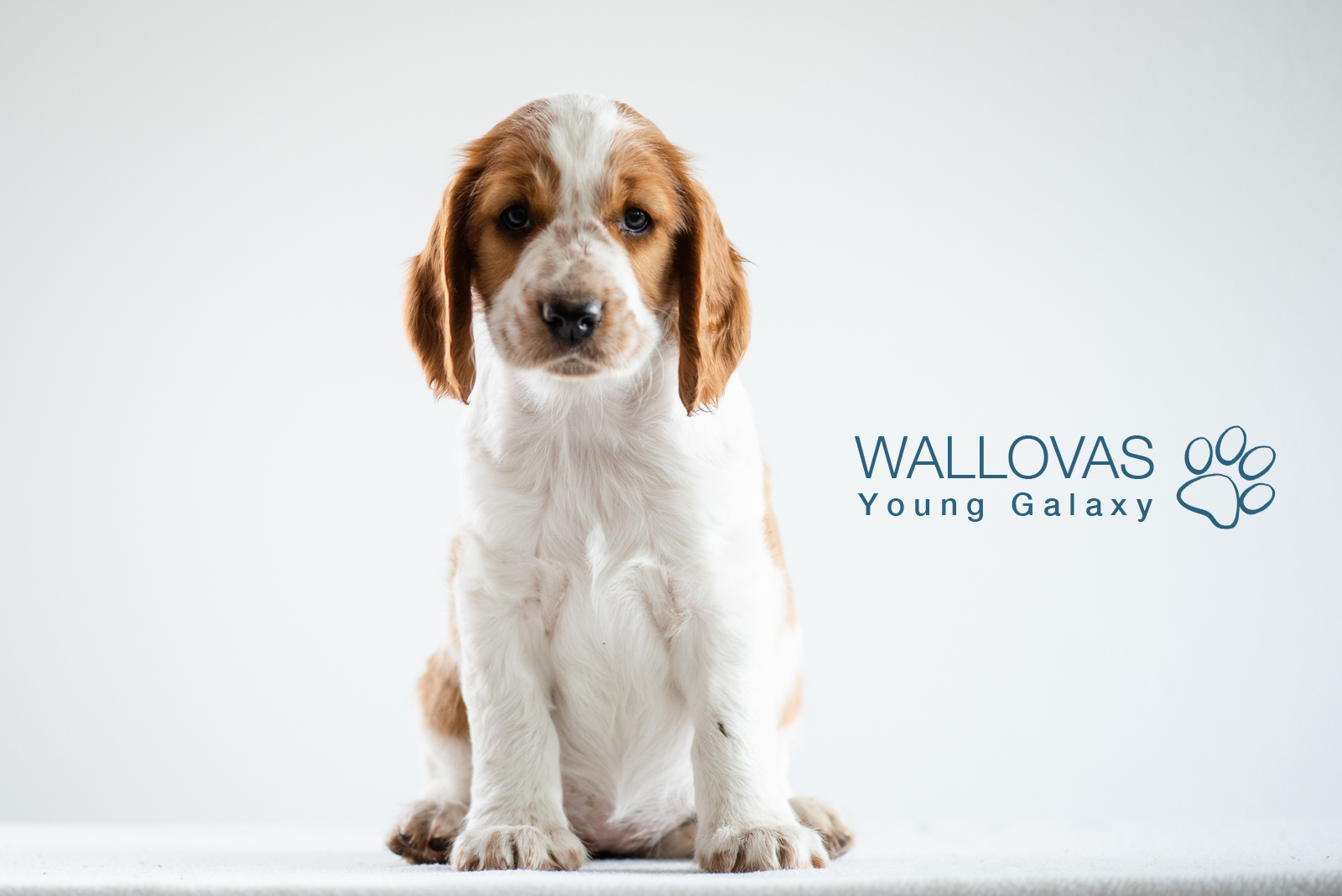 Valp Y-kullen - Kennel Wallova