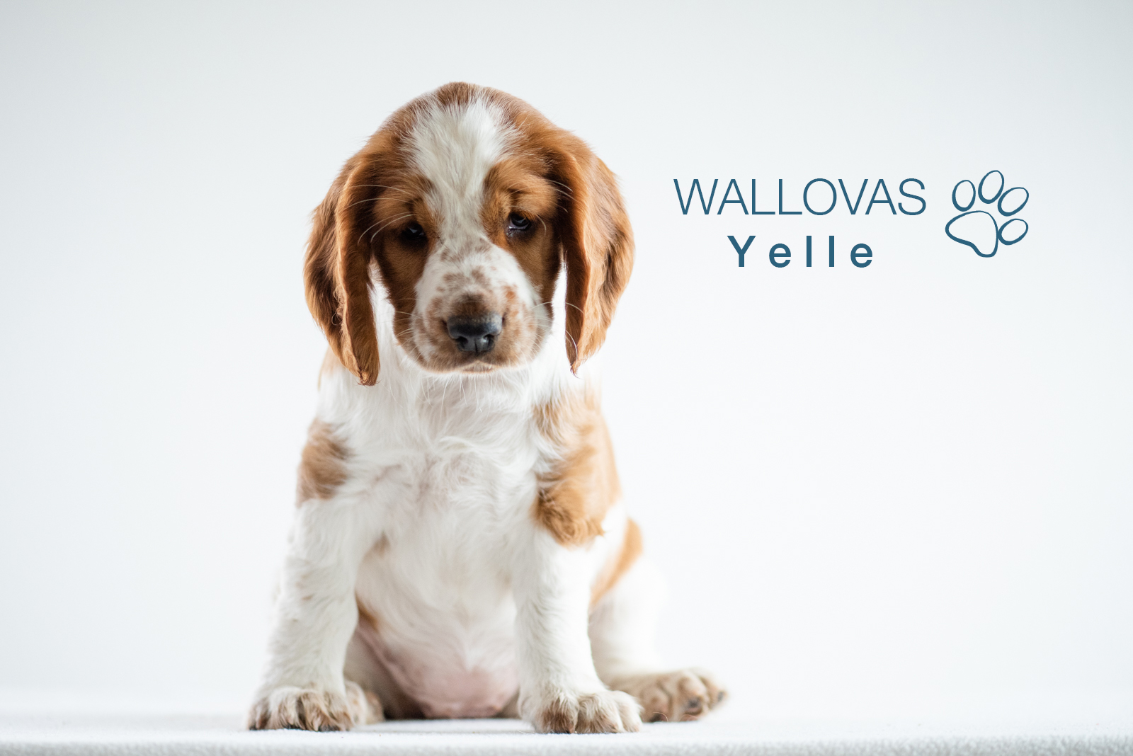 Valp Y-kullen - Kennel Wallova