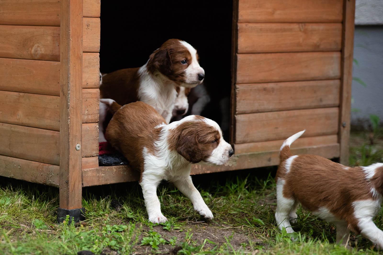 Valp från Q-kullen Kennel Wallova