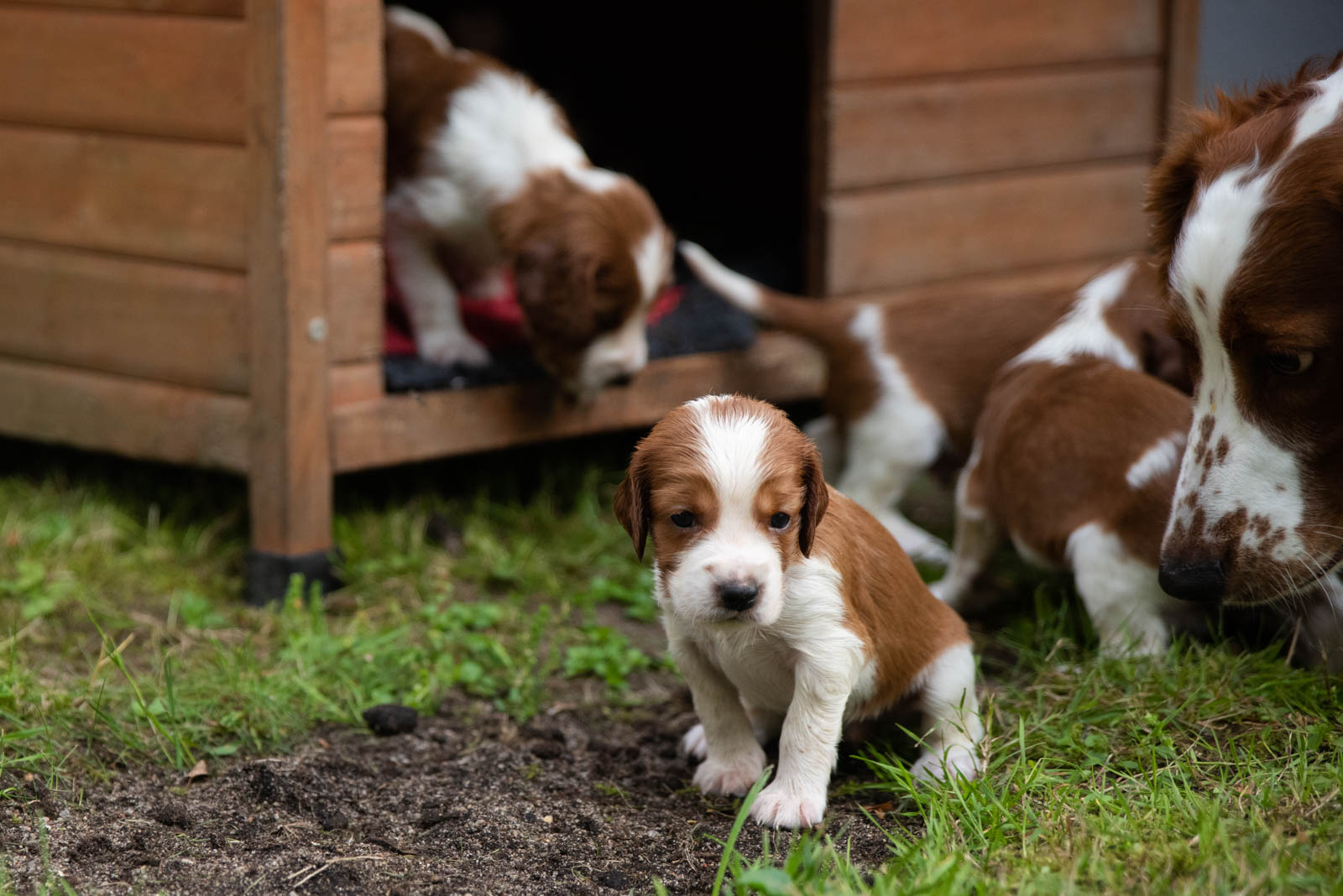 Valp från Q-kullen Kennel Wallova