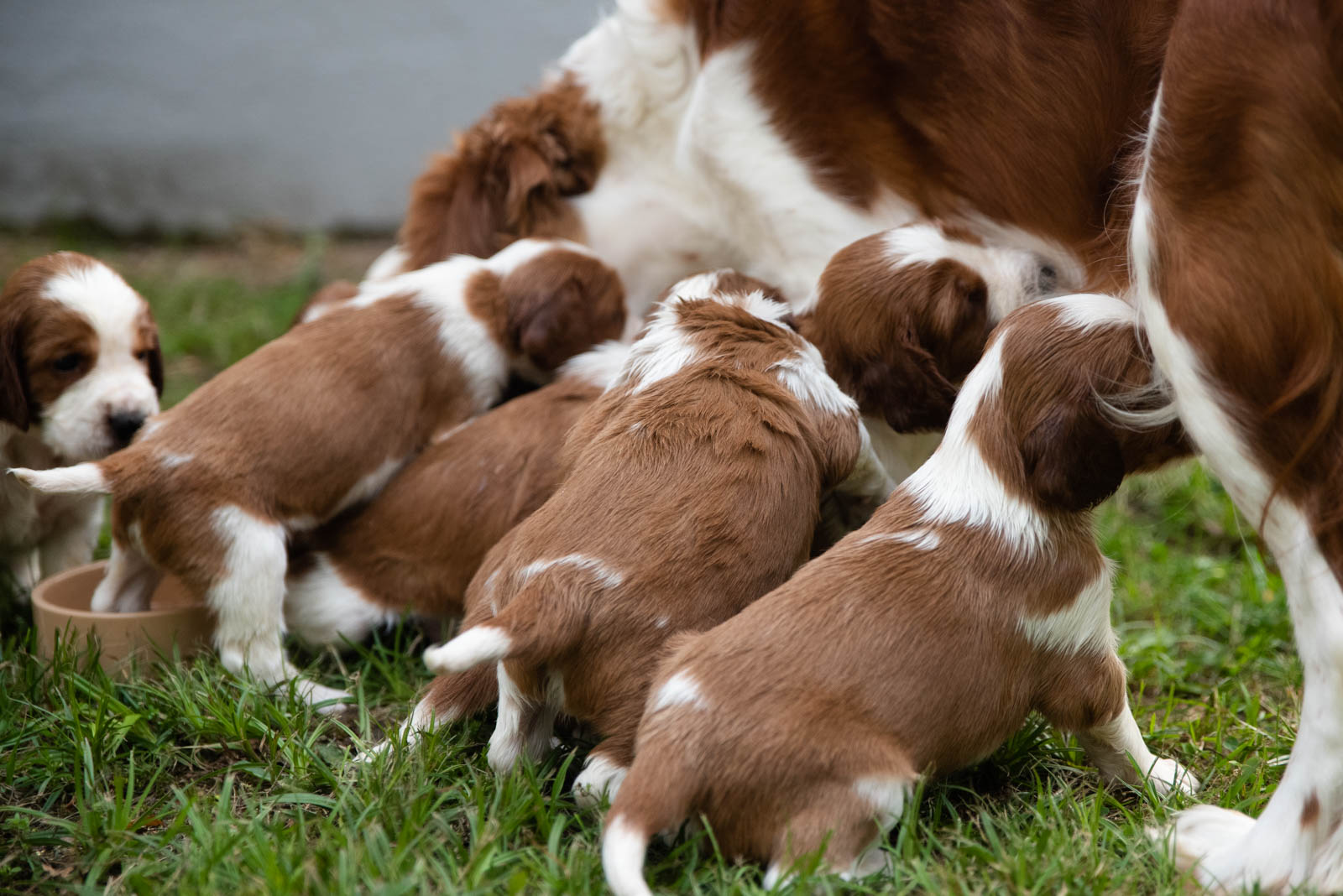 Valp från Q-kullen Kennel Wallova