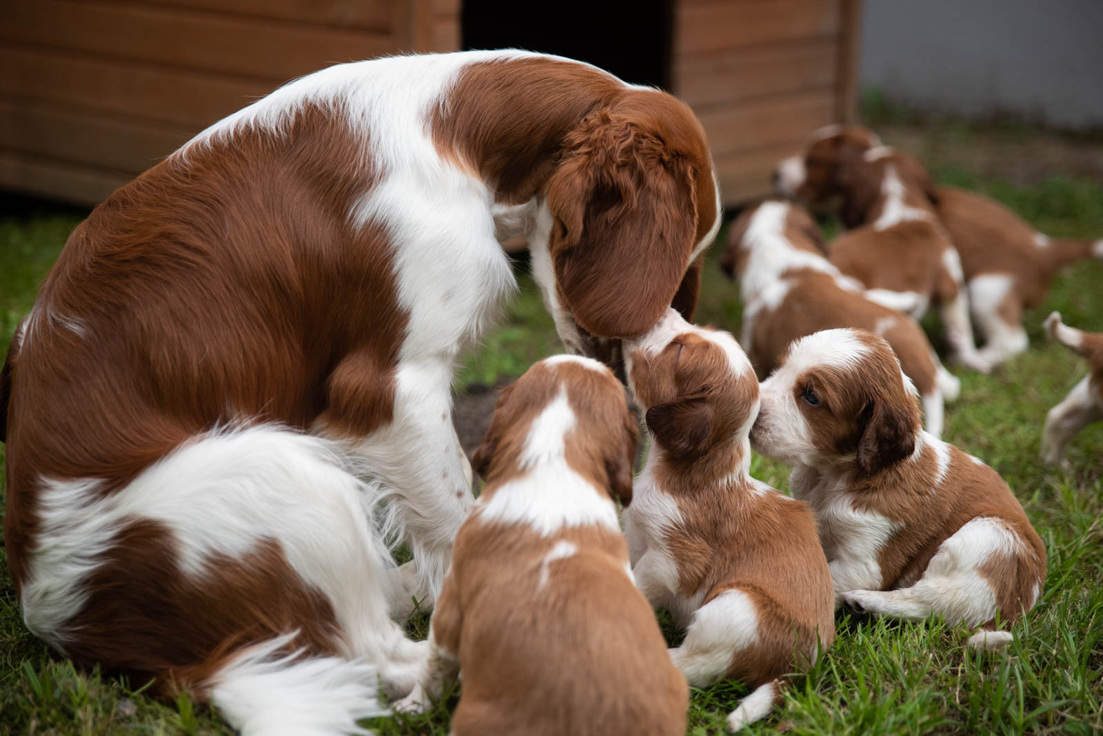 Valp från Q-kullen Kennel Wallova