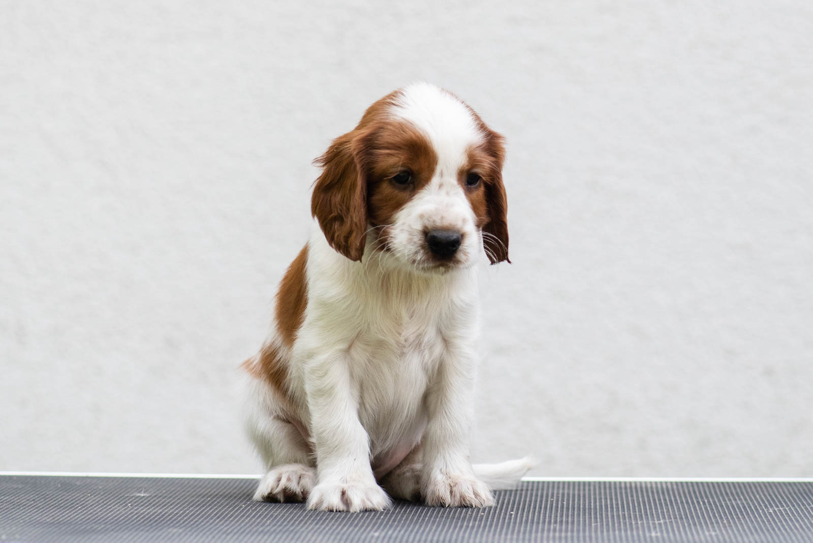 Valp från R-kullen Kennel Wallova