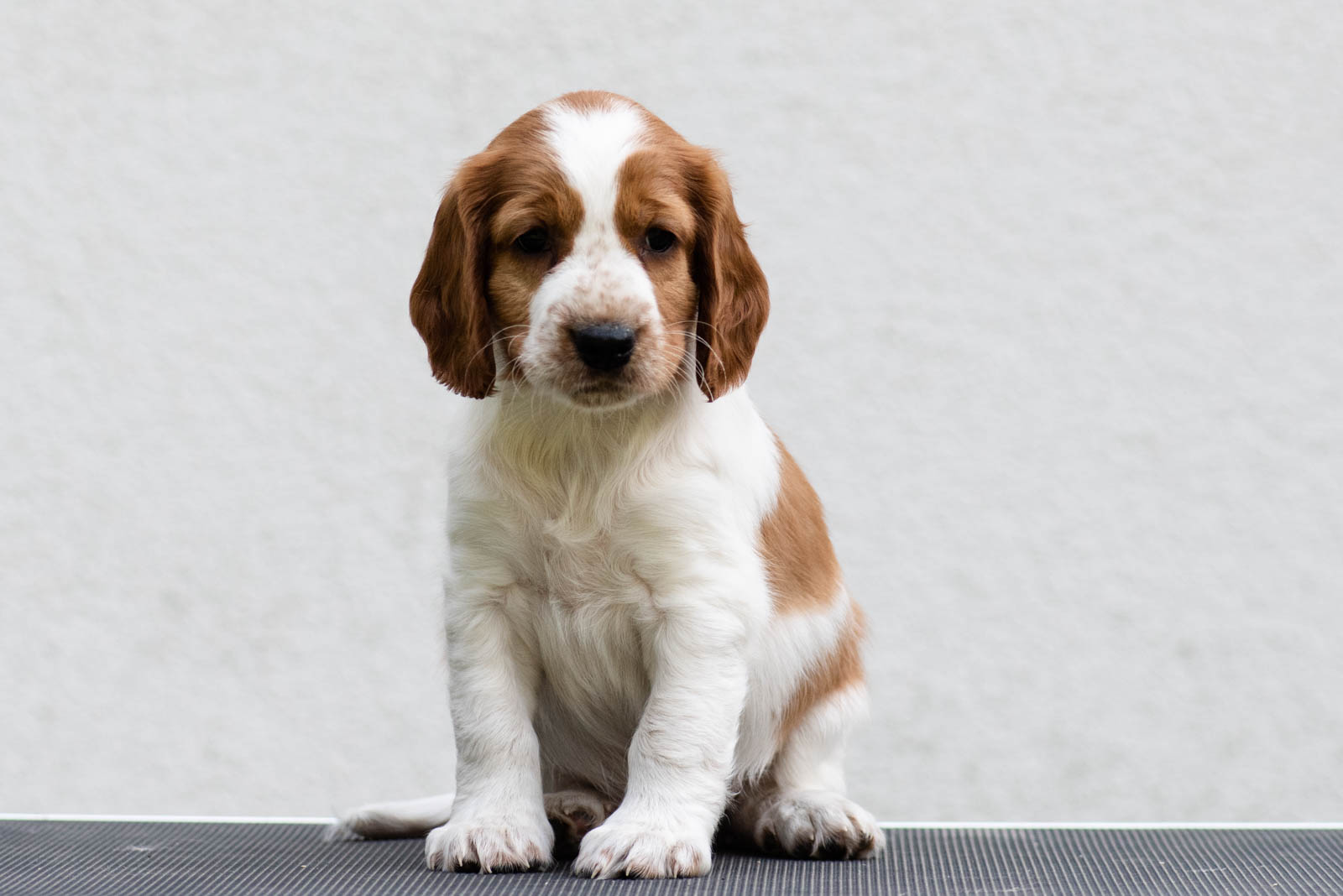 Valp från R-kullen Kennel Wallova