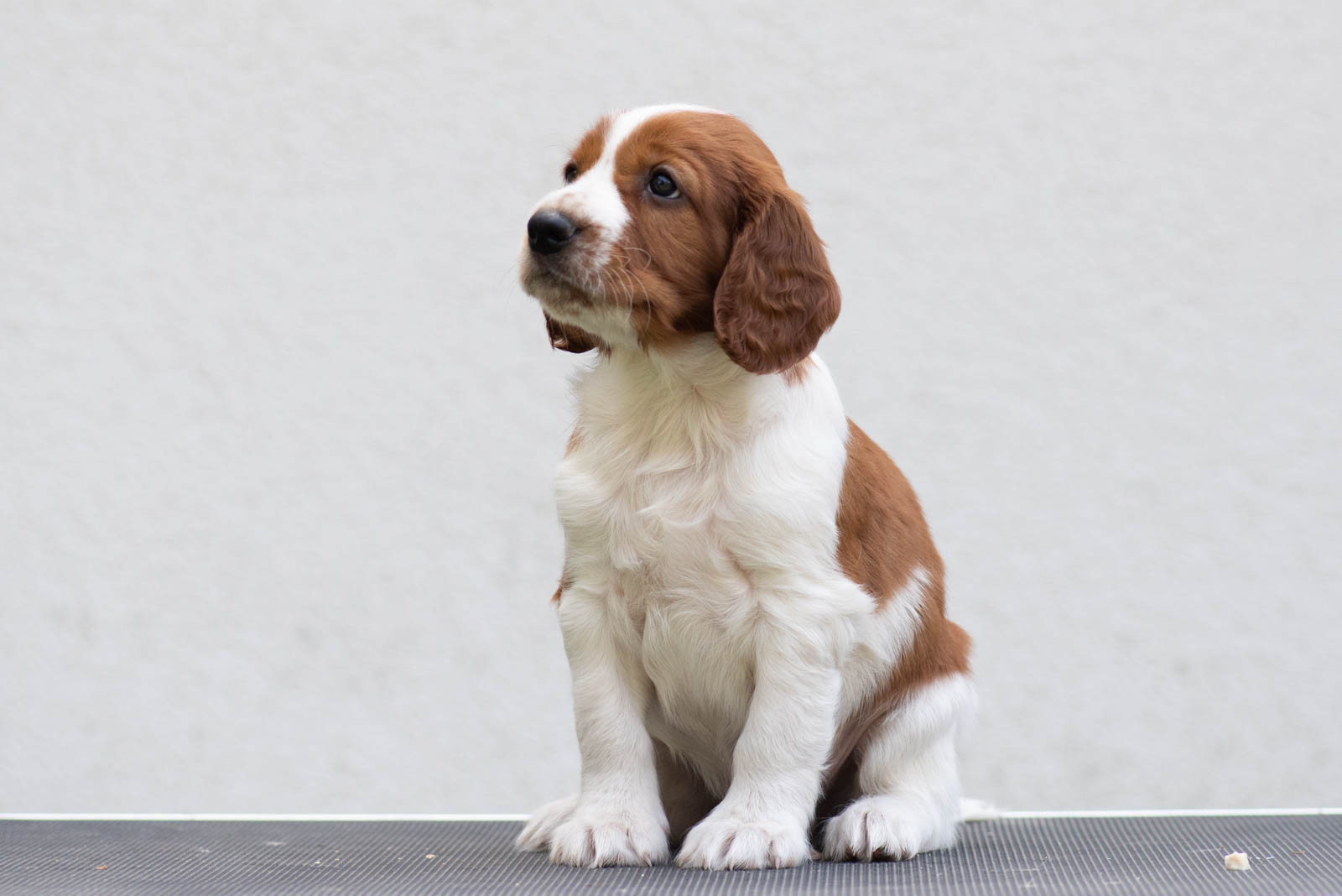 Valp från R-kullen Kennel Wallova