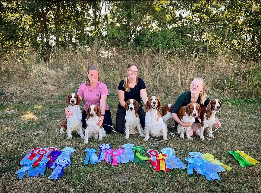 Hasmark Spaniel Utställning 2022 - Kennel Wallova