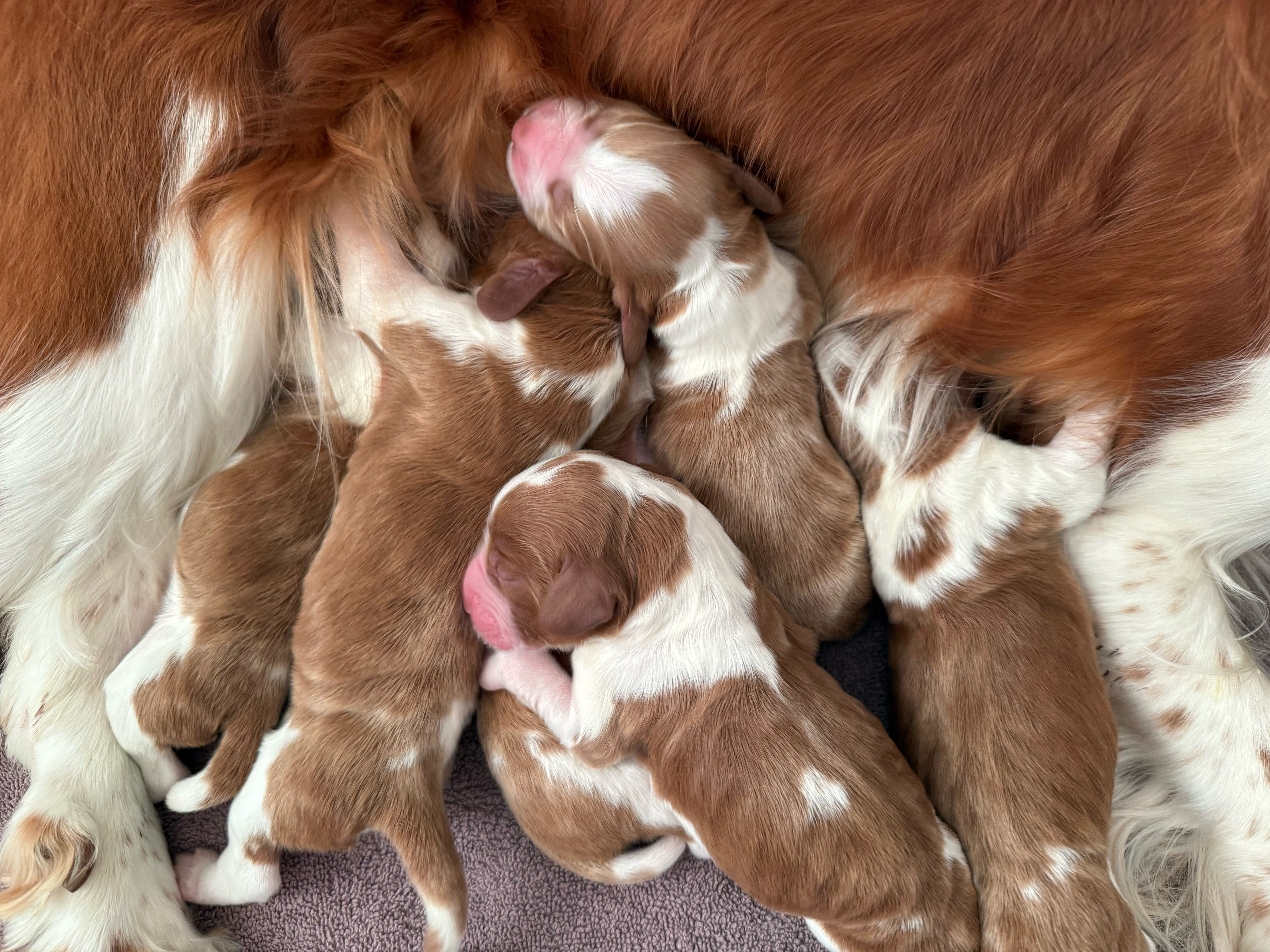 U-kullen 2025 - Kennel Wallova