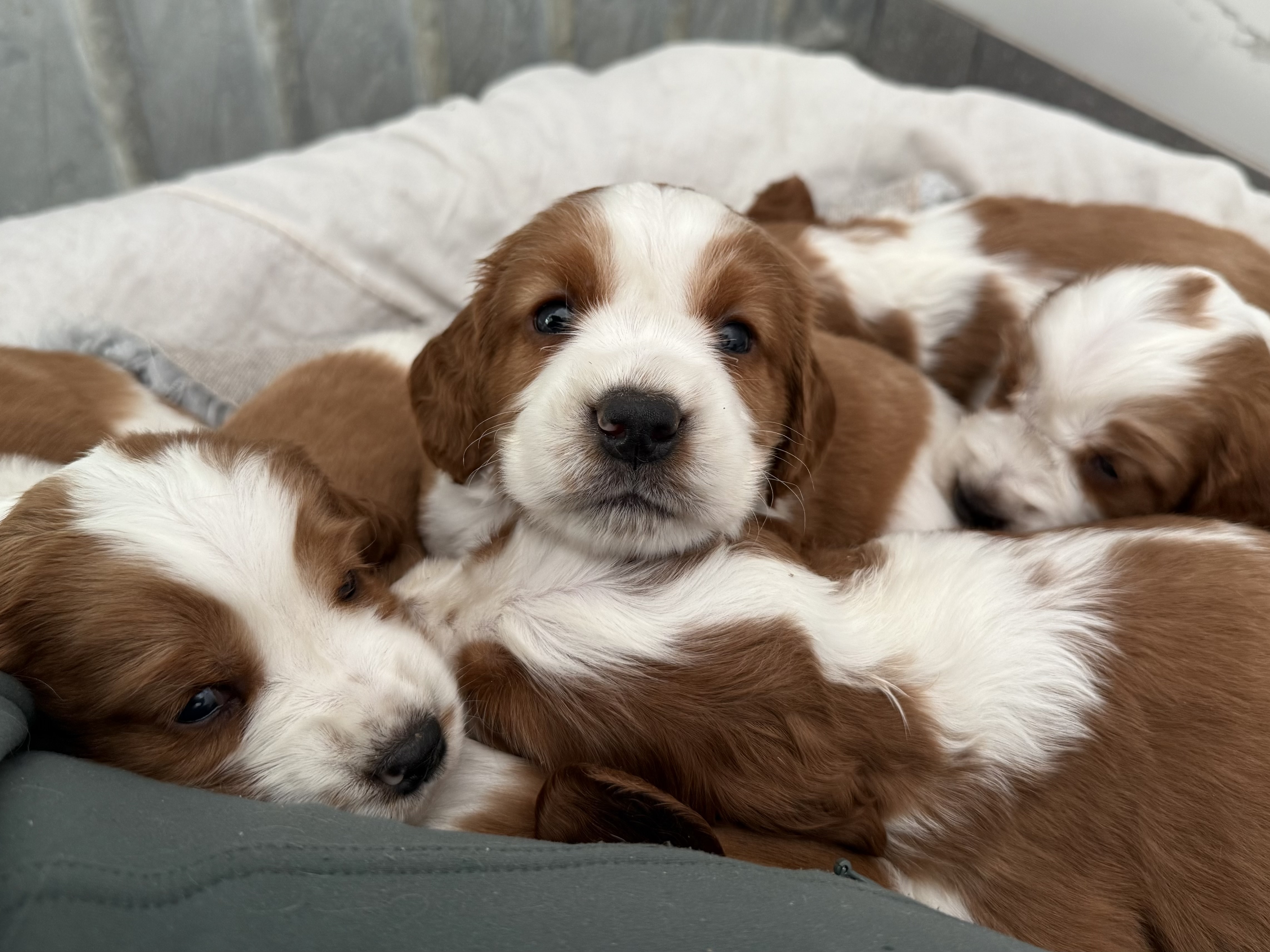 Vera - Wallovas Born This Way