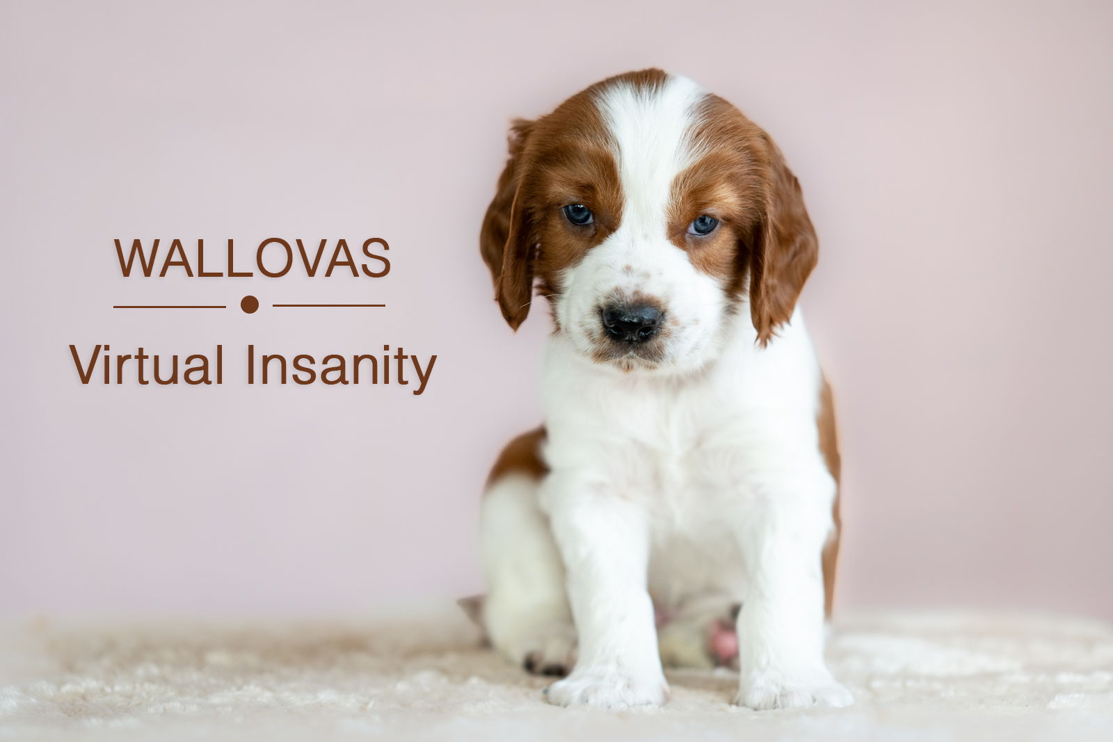 Valp ur V-kullen 2026 - Kennel Wallova