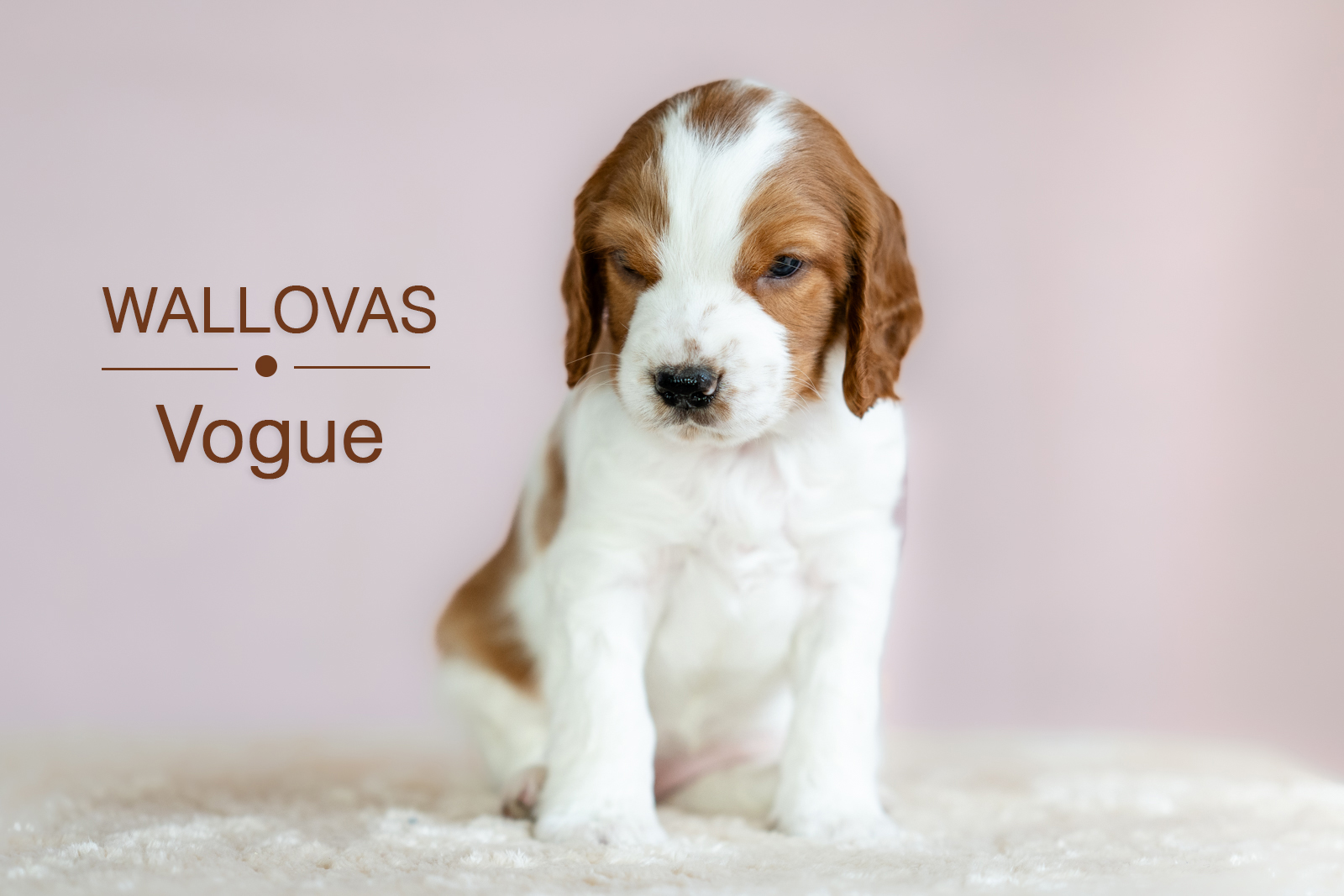 Valp ur V-kullen 2026 - Kennel Wallova